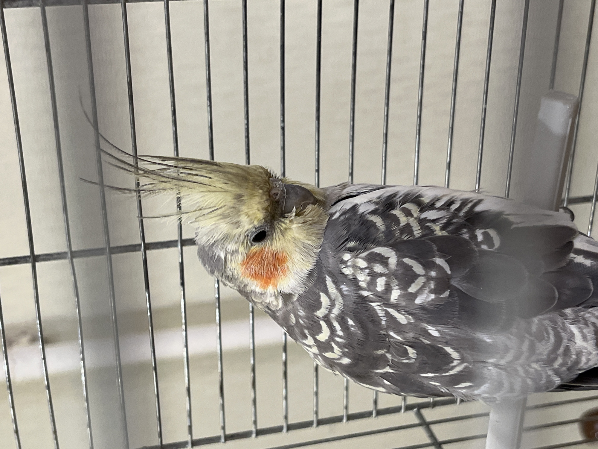 A cockatiel is perched on a white bar inside a birdcage. The bird has a grey body with white and grey patterned feathers. Its head is yellow and white with a crest of feathers that stand upright. It has orange cheeks. The cage has thin, horizontal silver bars. The background is a blurry, light-colored wall. The image is taken from a slightly high angle, looking down at the bird. The scene appears to be indoors, possibly in a home or pet shop in Ivanteyevka, Russia.