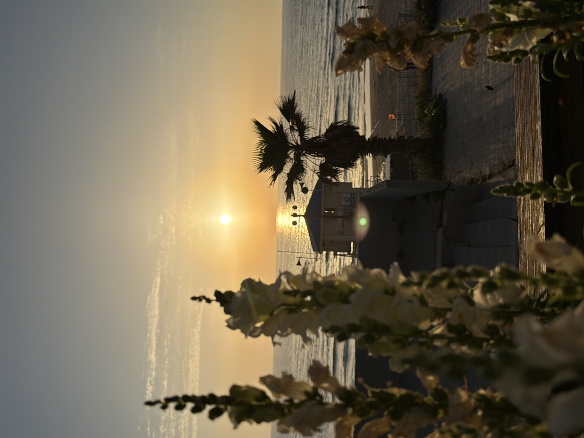 The image shows a sunset over the sea in Bat Yam, Israel. A palm tree and a small building are silhouetted against the bright setting sun. Flowers are in the foreground and along the side.