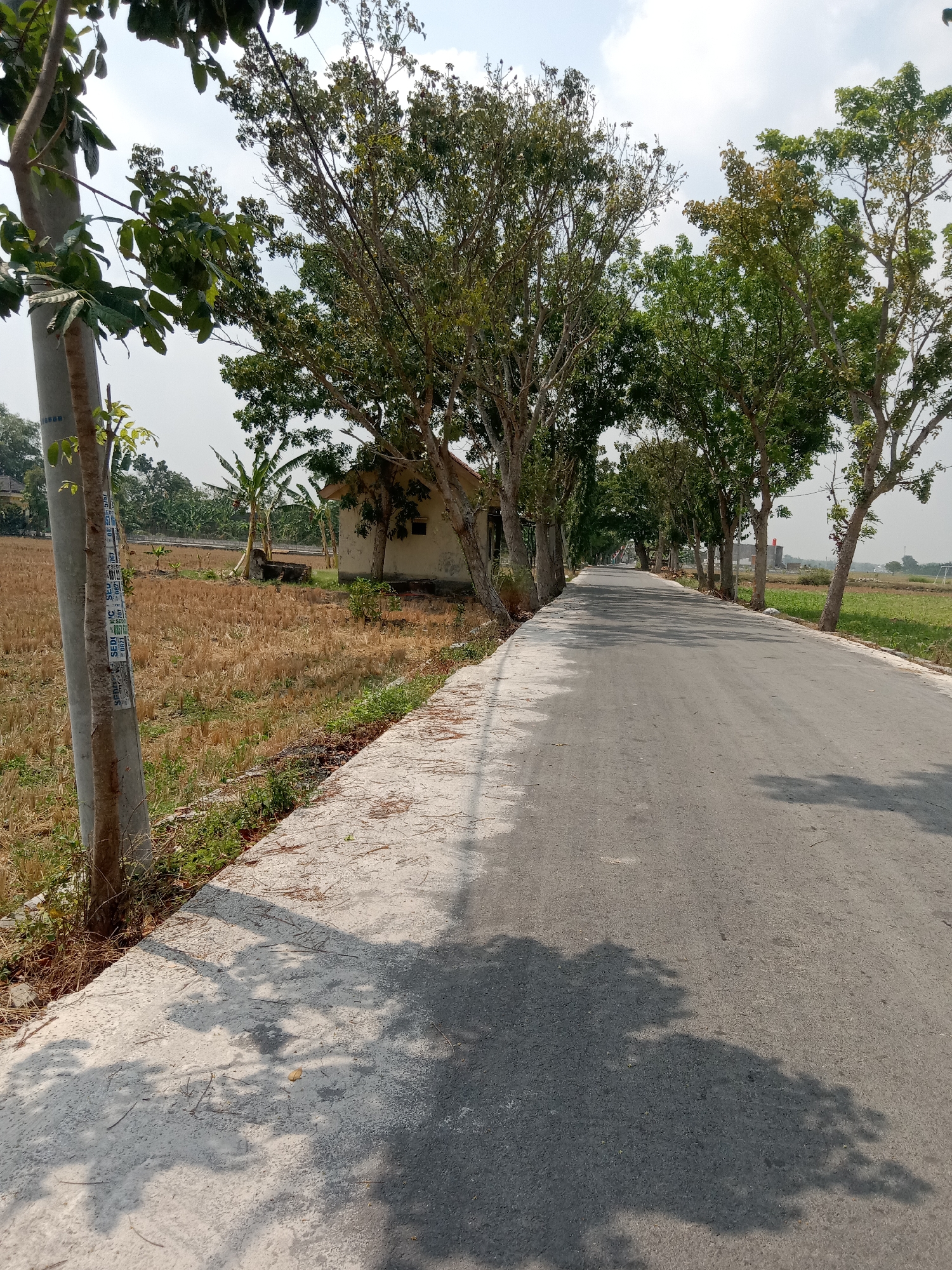 The image depicts a paved road in Mayangkawis, Indonesia, lined with trees on both sides. On the left, a dry, harvested rice field borders the road. A concrete pole with some markings is visible on the left edge of the road. In the distance, a small, light-colored building with a dark window is situated near the tree line. The sky is bright with some scattered clouds. The road stretches into the distance, curving slightly to the right. The scene appears to be during daylight, with shadows cast by the trees on the road and the adjacent concrete path.