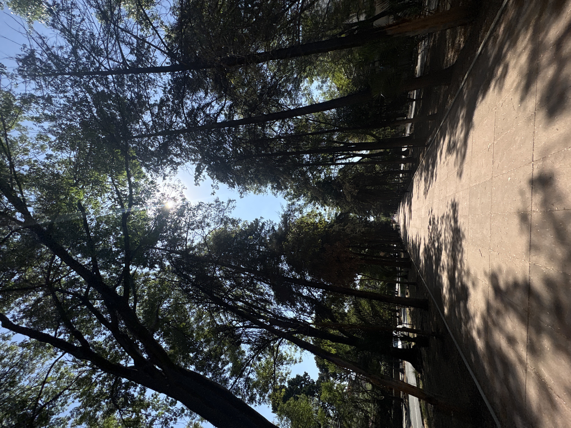 The image shows a pathway flanked by tall trees in Mexico City, Mexico. The trees form a canopy overhead, with sunlight filtering through. A concrete path occupies a large portion of the frame, with long shadows cast by the trees on the right side. The sky is visible through gaps in the foliage. A road appears along the right edge of the image, with the front of a car visible parked along the side.