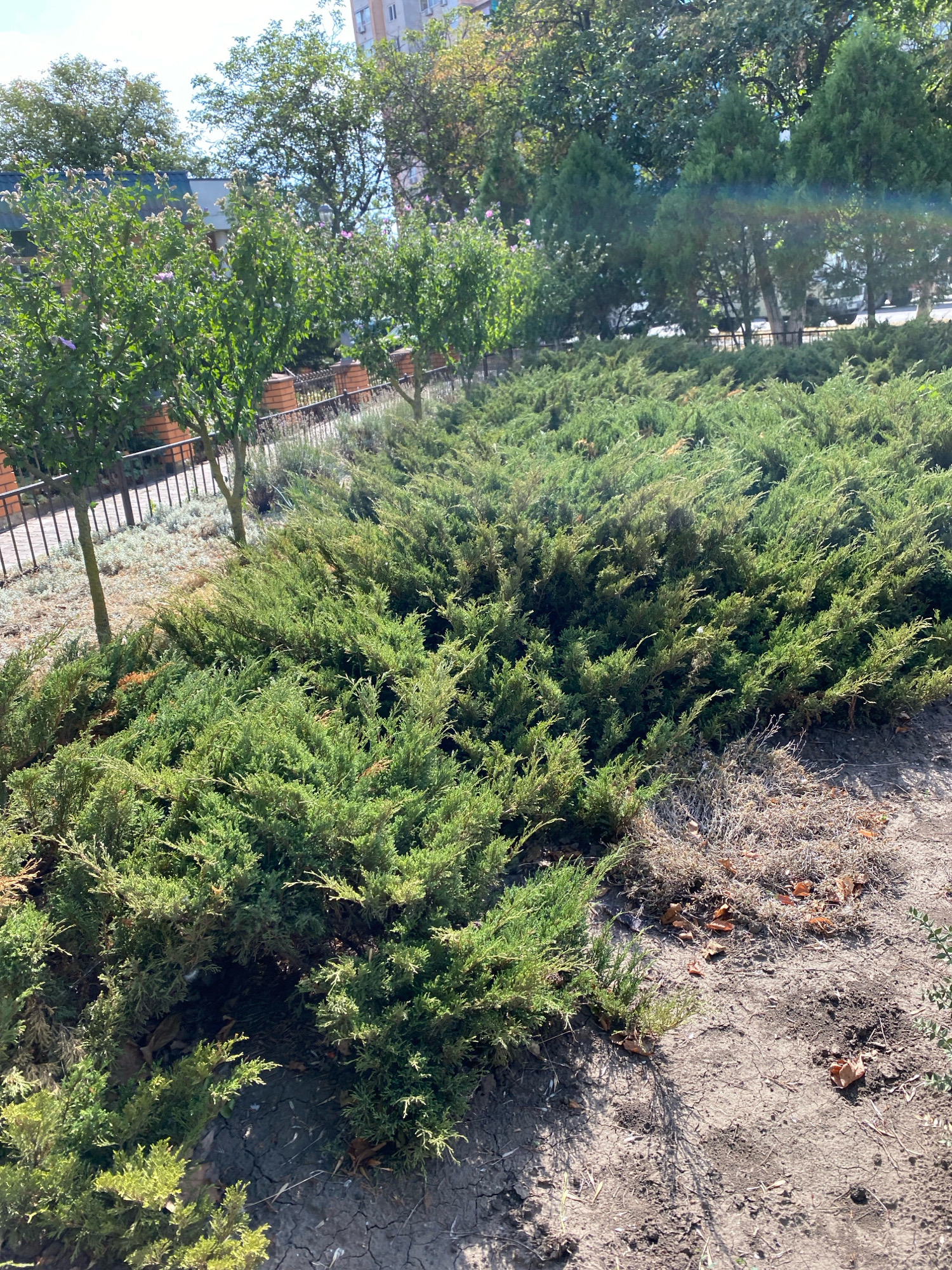 The image shows a patch of ground with lush green juniper bushes in the foreground and middle ground. Behind the juniper bushes, several young trees with green foliage are planted in a row, separated by a low, dark metal fence. Beyond the trees, a sidewalk is visible, lined with more dry, low-lying vegetation. In the background, a building with a light-colored facade and multiple windows can be seen, along with more trees, some of which are taller and have a denser canopy. The sky is bright and appears to be clear with some sunlight casting shadows on the ground. The overall scene depicts a well-maintained public space, possibly a park or a landscaped area within the city of Chornomorsk, Ukraine. There are no people or animals visible in the image, and no specific actions are taking place.