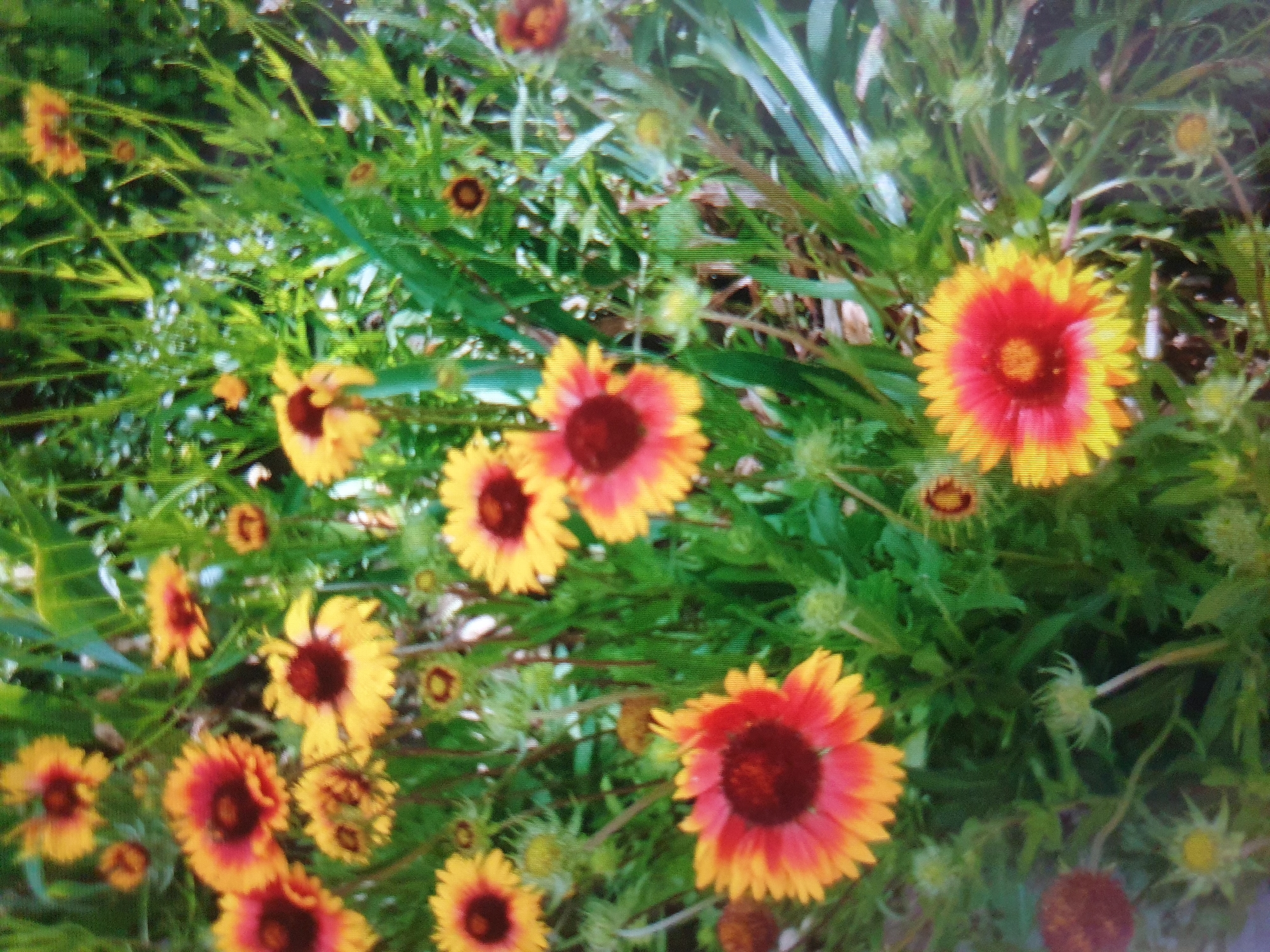 This is a close-up, slightly blurry, over-the-shoulder shot of a patch of Blanket Flowers (Gaillardia) in a garden setting. The flowers are in various stages of bloom, with prominent reddish-orange petals that fade to yellow at the tips, and dark brown centers. The foliage is predominantly green, with some taller grass-like blades interspersed among the flowers. The lighting appears to be natural daylight, creating a dappled effect on the petals and leaves. There are no people or animals visible in the image. The background is a soft blur of green and hints of brown, suggesting a natural outdoor environment. The exact location in the city of Unknown, Unknown cannot be determined from the visual information provided.