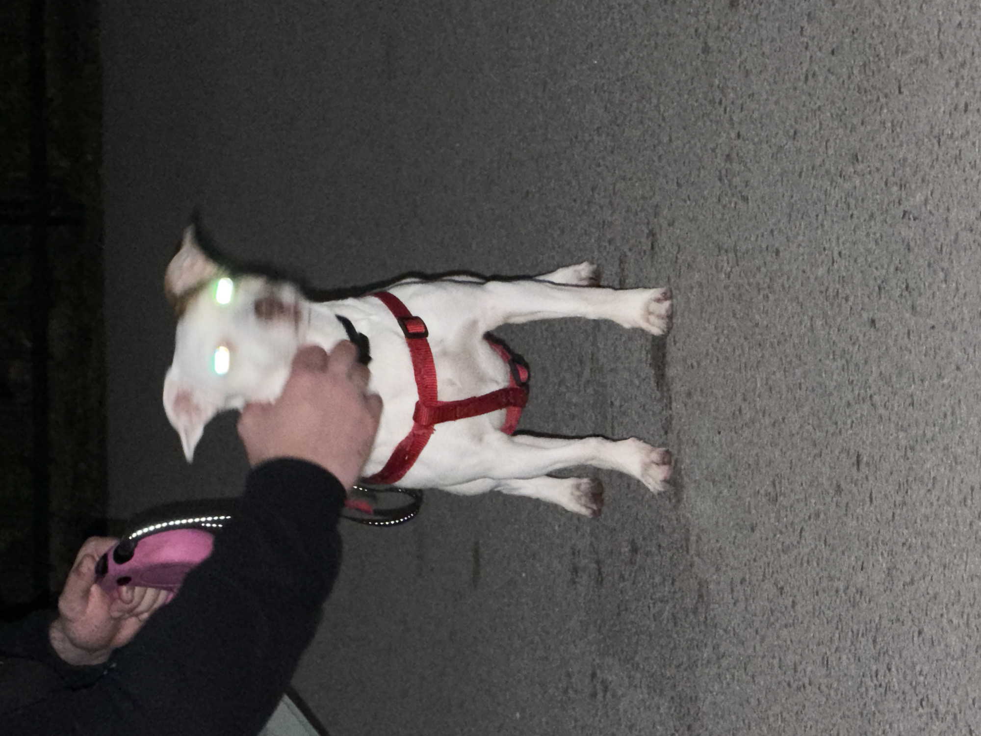A white dog with a red harness is lying on the ground. A person is holding a pink and black object near the dog. The location appears to be an outdoor paved area, possibly a sidewalk or street. Vegetation is visible in the background. The image was likely taken at night, given the darkness. The city of Sofia, Bulgaria cannot be determined from the given image.