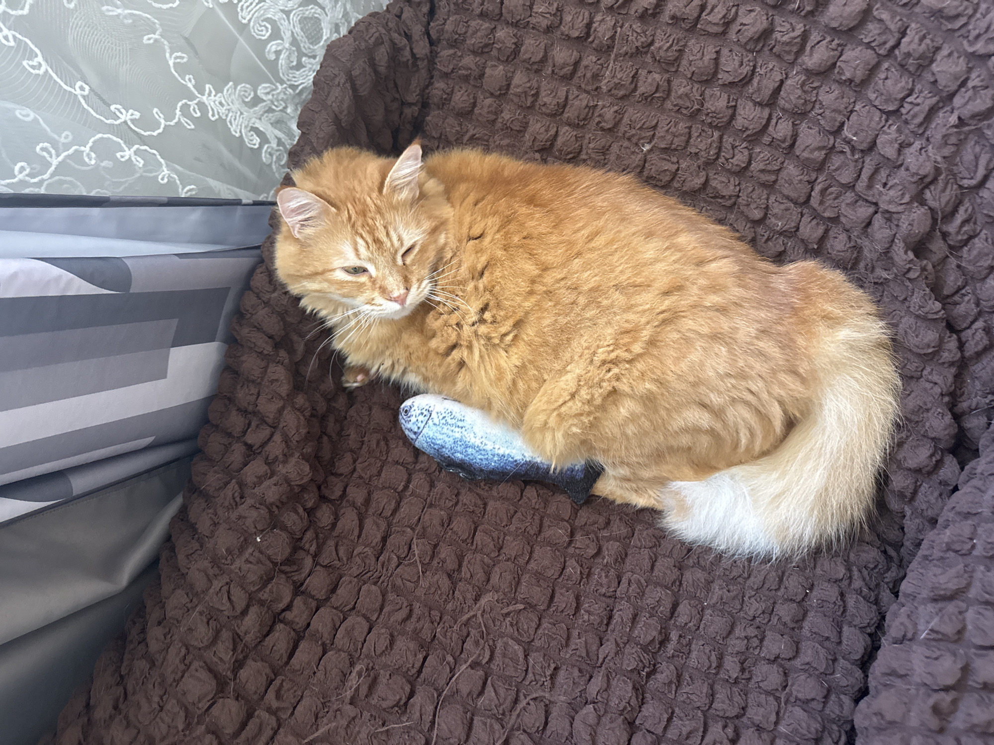 A medium, eye-level shot depicts an orange long-haired cat lying on a brown textured blanket, with a blue fish-shaped toy partially beneath it. The cat is positioned toward the left, with its head slightly turned toward the viewer. The blanket is covering a couch or chair, parts of which are visible on the left side of the frame. A patterned white curtain is visible in the upper left corner. There is no evidence to suggest that this image was taken in Sochi, Russia.