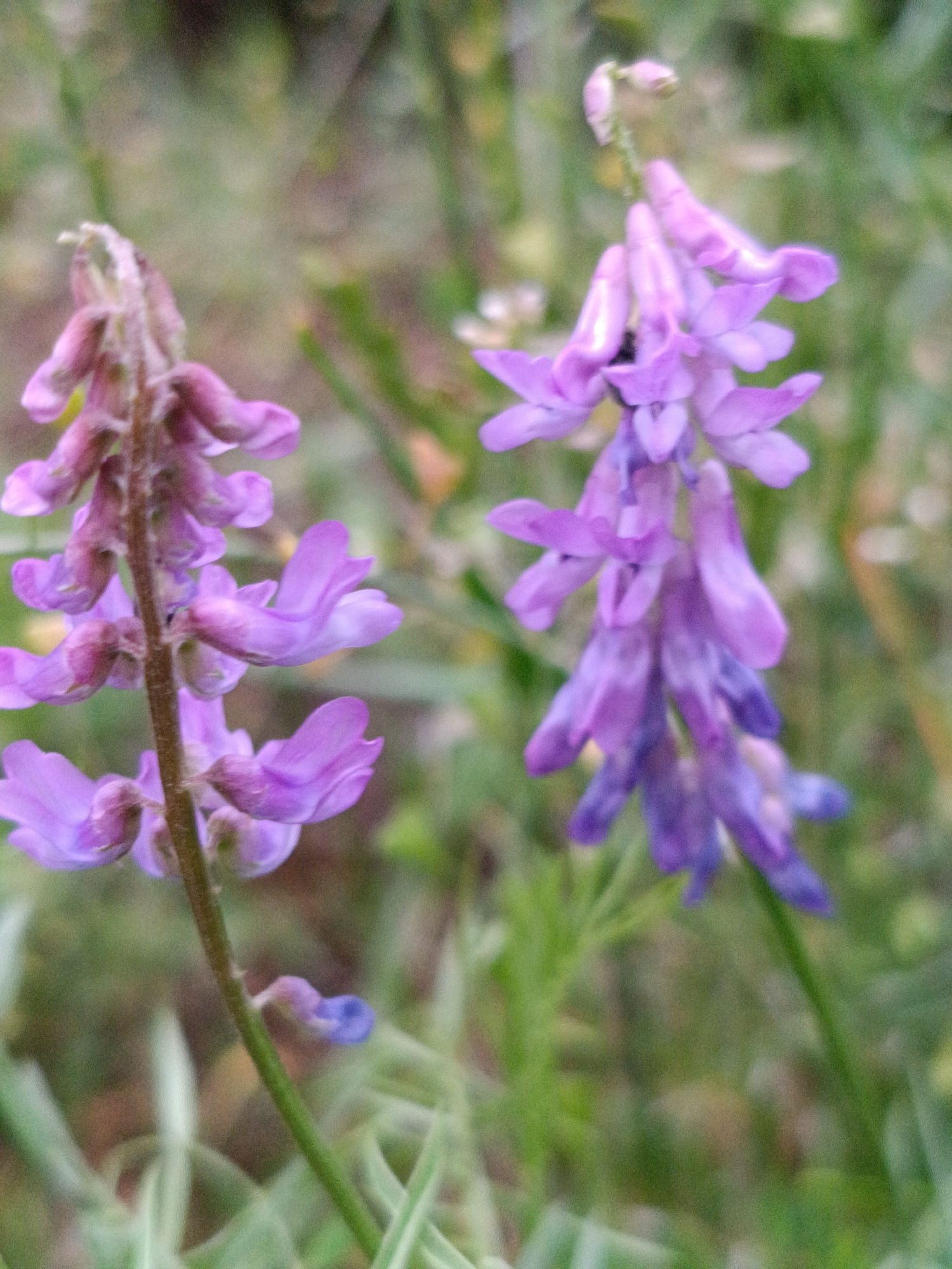 The image depicts a close-up, shallow depth-of-field shot of two flowering stems of purple vetch (Vicia) plants. The plant on the left is positioned vertically and slightly out of focus in the foreground. Its purple flowers are clustered and appear to be nearing the end of their bloom. The stem is thin and green. To the right, another stem of the same plant is more in focus and extends diagonally upwards. This stem features a more vibrant display of purple flowers, some appearing fully open and others still in bud at the top. A small, dark insect, possibly a bee or fly, is visible on one of the flowers. The background is a soft blur of green foliage and hints of brown, suggesting a natural outdoor environment. The lighting is diffused, creating a gentle, slightly grainy texture throughout the image. The specific location in Martuni, Armenia, is not discernible from the visual information provided in the image.