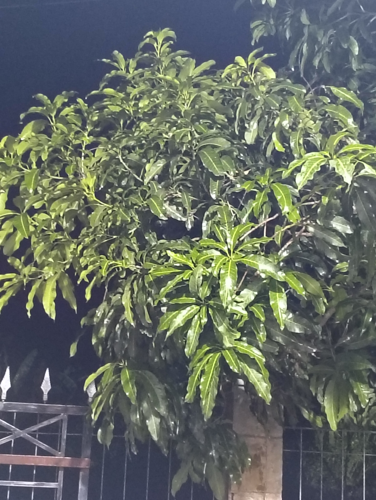 The image shows a close-up view of a mango tree at night, with its leaves illuminated by artificial light. The tree is lush and green, with many leaves and branches visible. Some of the leaves appear to be wet, possibly from rain or dew. In the background, a dark sky can be seen, along with a fence and a portion of a building. The setting is likely a residential area in Payagaboh, Indonesia, given the presence of the fence and the type of vegetation. There are no people or animals visible in the image. The overall impression is one of a serene and peaceful night scene.