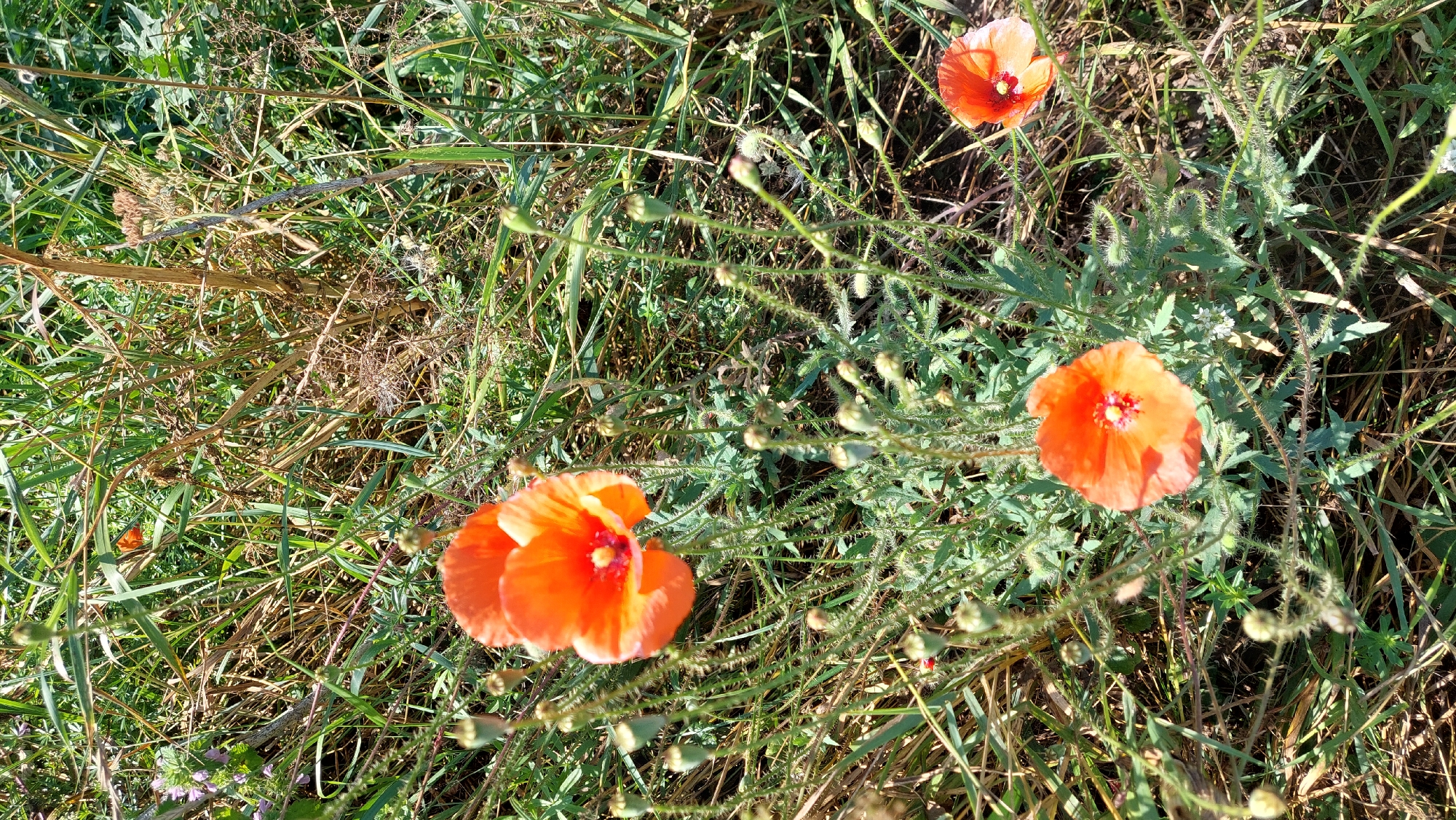 In Kozarovychi, Ukraine, an outdoor scene showcases a cluster of vibrant orange poppies in full bloom amidst a natural landscape. The poppies, characterized by their delicate petals and dark centers, are scattered across the frame, with some in sharp focus and others slightly blurred by the natural depth of field. The surrounding vegetation consists of various grasses and wildflowers, some dry and brown, others green and lush, suggesting a wild, untamed environment. The lighting indicates a sunny day, casting soft shadows and highlighting the textures of the plants. The overall impression is one of natural beauty and the simple elegance of wildflowers in a rural setting.