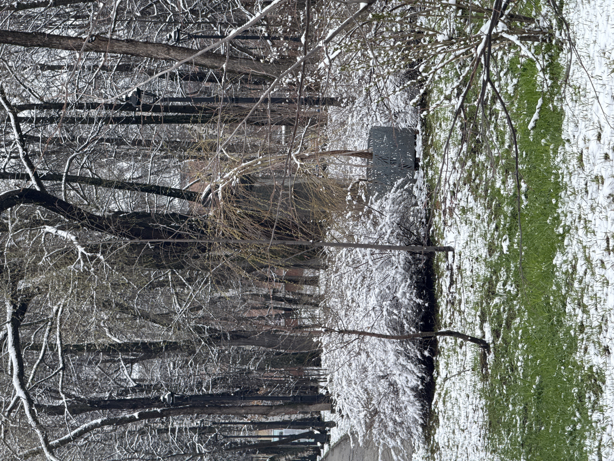 The image shows a winter scene in Perm, Russia. Trees line a path; some are bare with snow on their branches, while others are evergreen with snow. A metal sign is visible amidst the snow-covered vegetation. The overall atmosphere is cold and snowy.