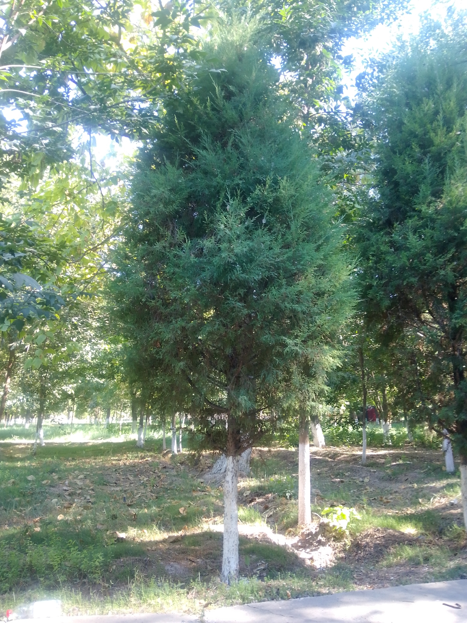 In the city of Абай ауылдық округі, Kazakhstan, a large evergreen tree with a conical shape stands prominently in the center of the frame. Its branches are dense and covered in dark green foliage. The tree trunk is partially obscured by a white, whitewash-like substance applied to its lower section. The ground around the tree is covered in dry leaves and patches of green grass, suggesting an autumn or dry season. Several other trees are visible in the background, also with whitewashed lower trunks, characteristic of a park or urban green space. Sunlight filters through the canopy, creating dappled shadows on the ground. The environment appears to be outdoors, possibly a park or a public area within the settlement.