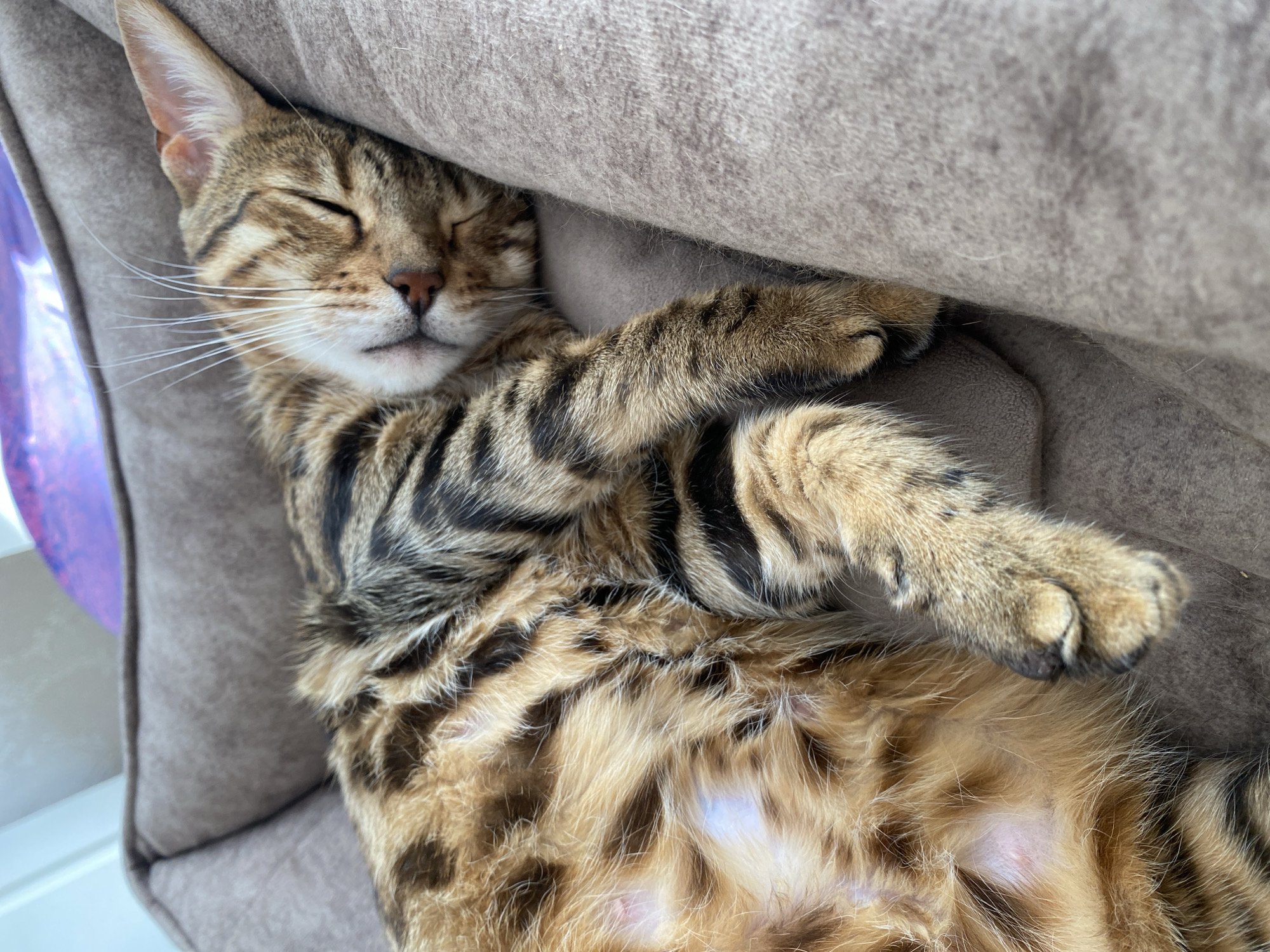 A Bengal cat is lying on its back in a beige pet bed. The cat's eyes are closed and its paws are crossed. The cat's belly is visible, revealing a spotted pattern. The background is out of focus.