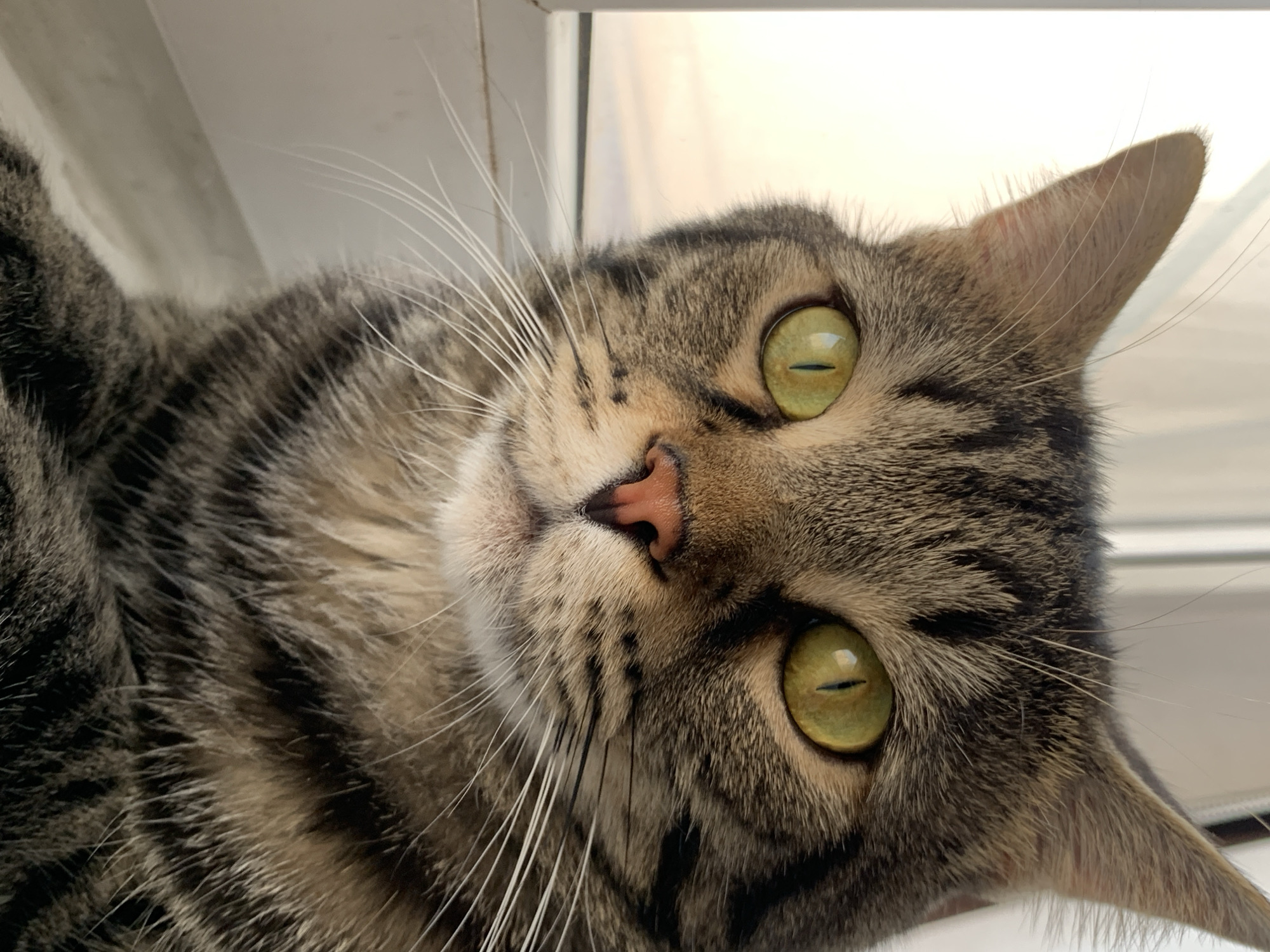 A close-up, eye-level, medium shot features the face of a tabby cat. The cat is positioned in front of a white windowsill, with a muted, pale yellow background suggesting an outdoor view. The cat's fur is a mix of brown, black, and gray stripes. Its eyes are wide open and a vibrant green with black, vertical pupils. The cat's nose is small and pink, and its white whiskers are prominent against its striped face. The cat's ears are pointed and erect. The lower portion of the image shows the cat's furry chest and paws. There is no indication of the city of Stavropol, Russia, or any other specific location.