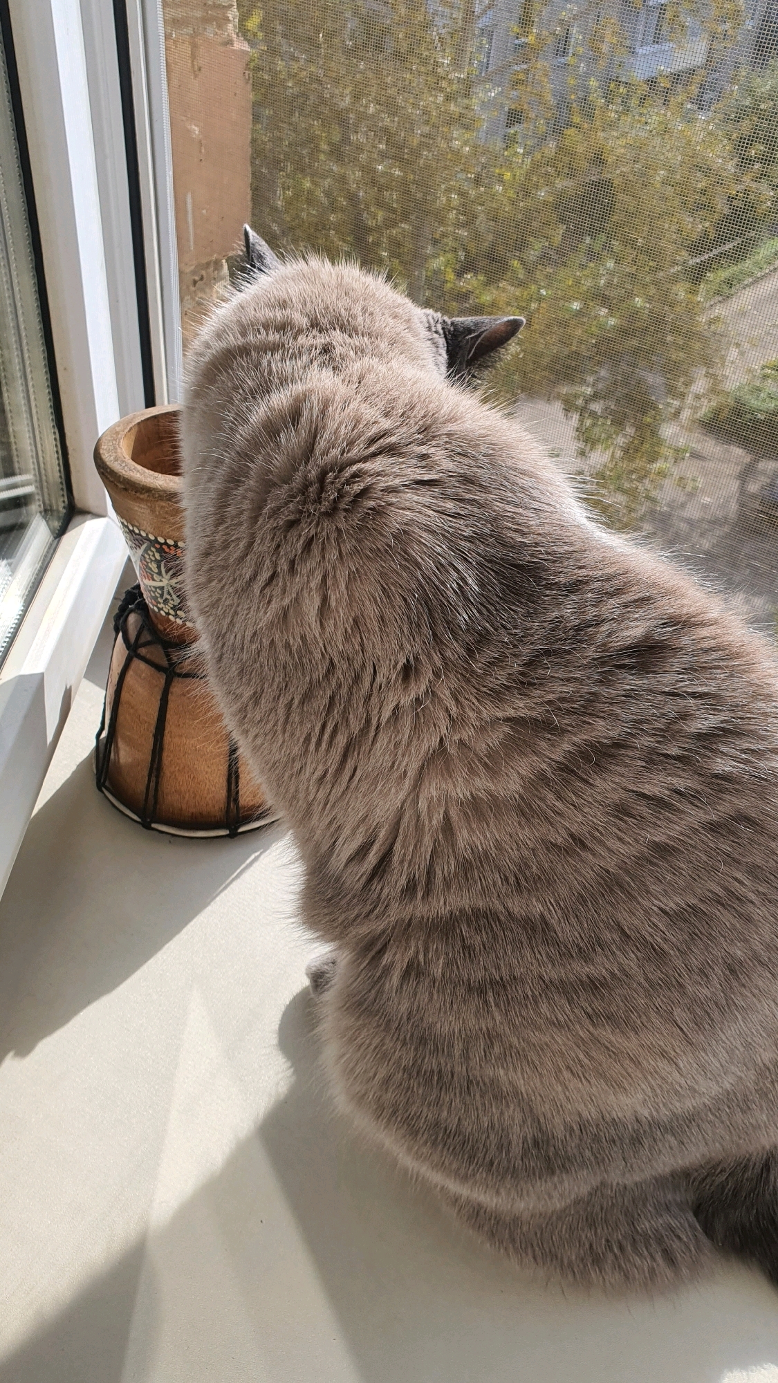 A grey cat sits on a windowsill, looking out through a window screen at an outdoor scene. Next to the cat is a small wooden drum with black cord details and a decorative pattern. The sun is shining, casting shadows on the windowsill. The background visible through the window suggests an urban environment with trees and buildings. This scene is likely located in the city of Krasnoyarsk, Russia, given the context provided.