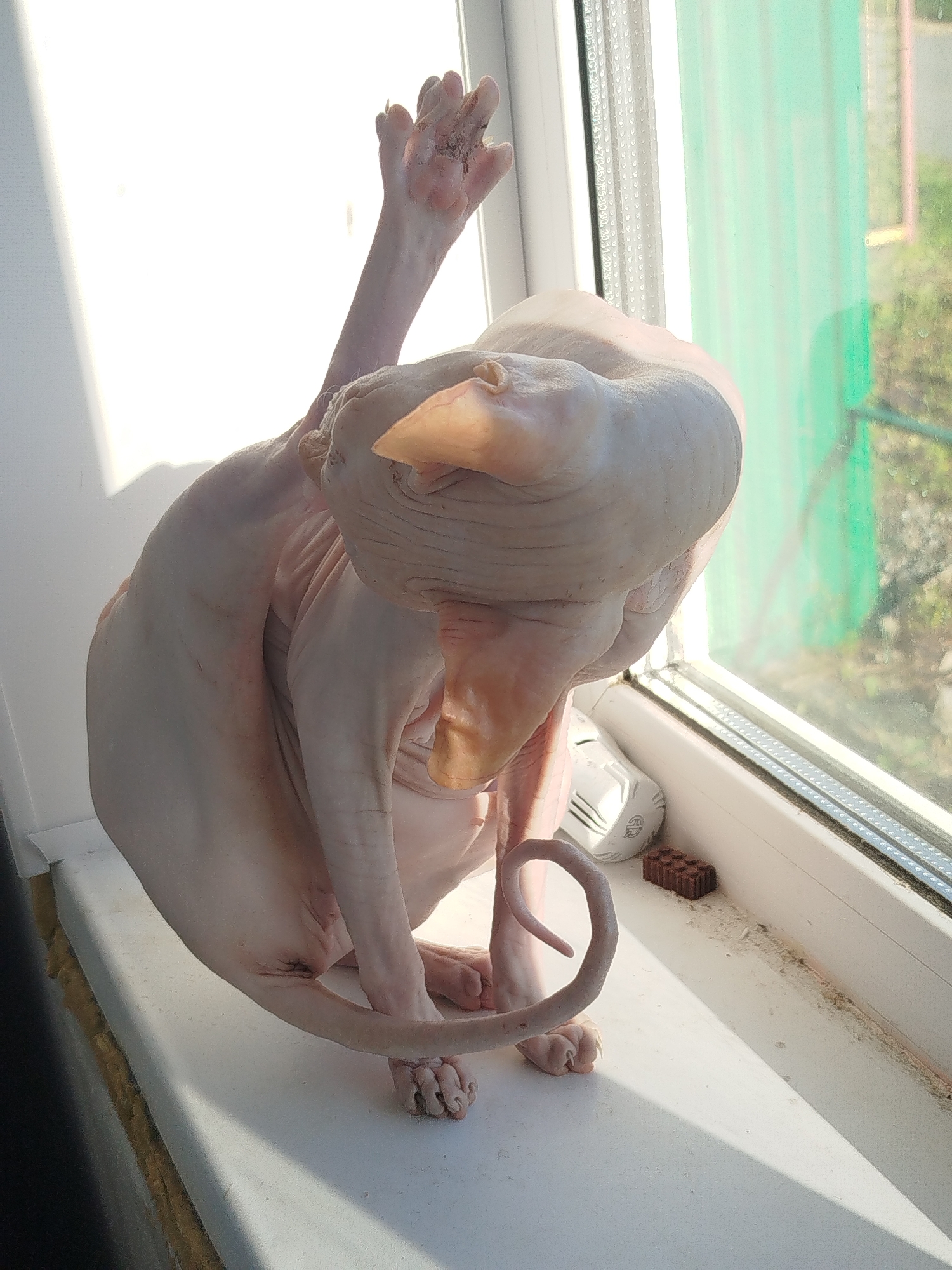 A hairless cat, likely a Sphynx breed, is positioned on a windowsill bathed in sunlight. The cat is captured in a contorted pose, with one paw raised towards its head as if grooming or scratching. Its skin is wrinkled and a pale pinkish-beige hue. The windowsill is white and appears to have some dust and debris along the edge. To the right of the cat, near the window frame, are two small objects: a white electronic device with black lines and a small brown brick-like object. Beyond the window, a blurry green structure and hints of foliage suggest an outdoor environment. The lighting creates strong shadows, indicating a bright, sunny day. The overall impression is one of an intimate moment of a pet in a domestic setting, potentially within a residential building in Zavodoukovsk, Russia, given the presence of typical window architecture and outdoor elements visible.