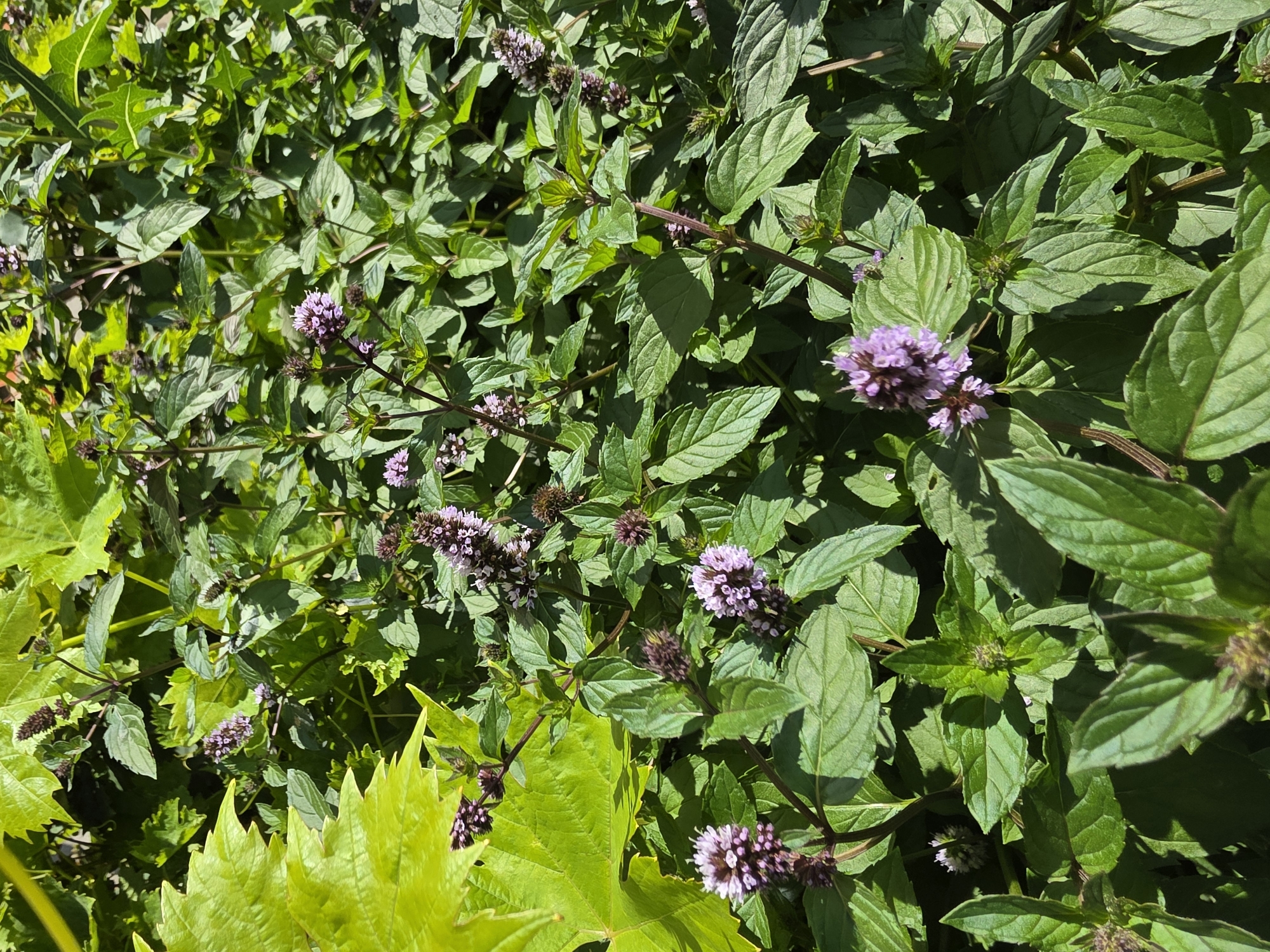 This is a close-up, vertical, eye-level photograph of a densely packed patch of mint plants. The mint has numerous oval, serrated green leaves growing on square, purplish stems. Several clusters of small, spiky, light purple flowers are visible throughout the plant. In the upper left quadrant of the image, large, bright green, lobed leaves of another plant, possibly a grape vine, overlap the mint. The lighting suggests a sunny day, with shadows indicating the sun is high in the sky. There are no people or animals visible. The image appears to be an outdoor scene, likely in a garden or natural setting, and is not specific to any location within the city of Речицы, Russia.