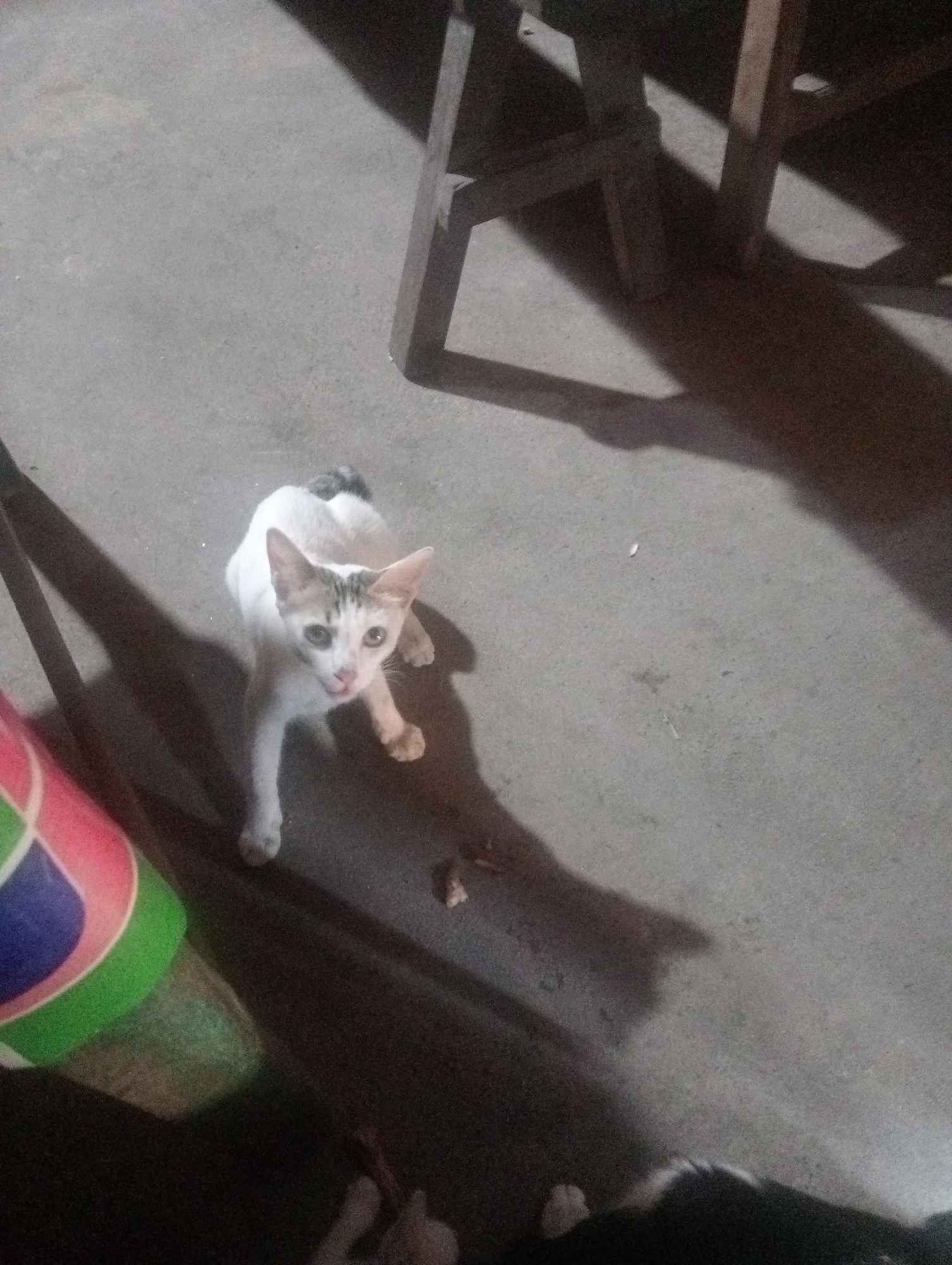 A white kitten with grey markings on its face and tail sits on a concrete floor in what appears to be a dimly lit outdoor area or room. The kitten is looking up towards the camera with its mouth slightly open and its tongue visible. The floor is textured and has some small debris scattered on it. To the left of the kitten is a portion of a colorful object, possibly a ball or a mat, with bands of pink, green, and blue. In the background, there are shadows cast by wooden furniture, suggesting the presence of a table or chairs. There is also a glimpse of what appears to be another animal's fur in the bottom right corner, but it is mostly obscured. The overall lighting suggests it might be evening or indoors with artificial lighting. The scene does not provide specific indicators of its location in Kota Negara Timur, Indonesia.