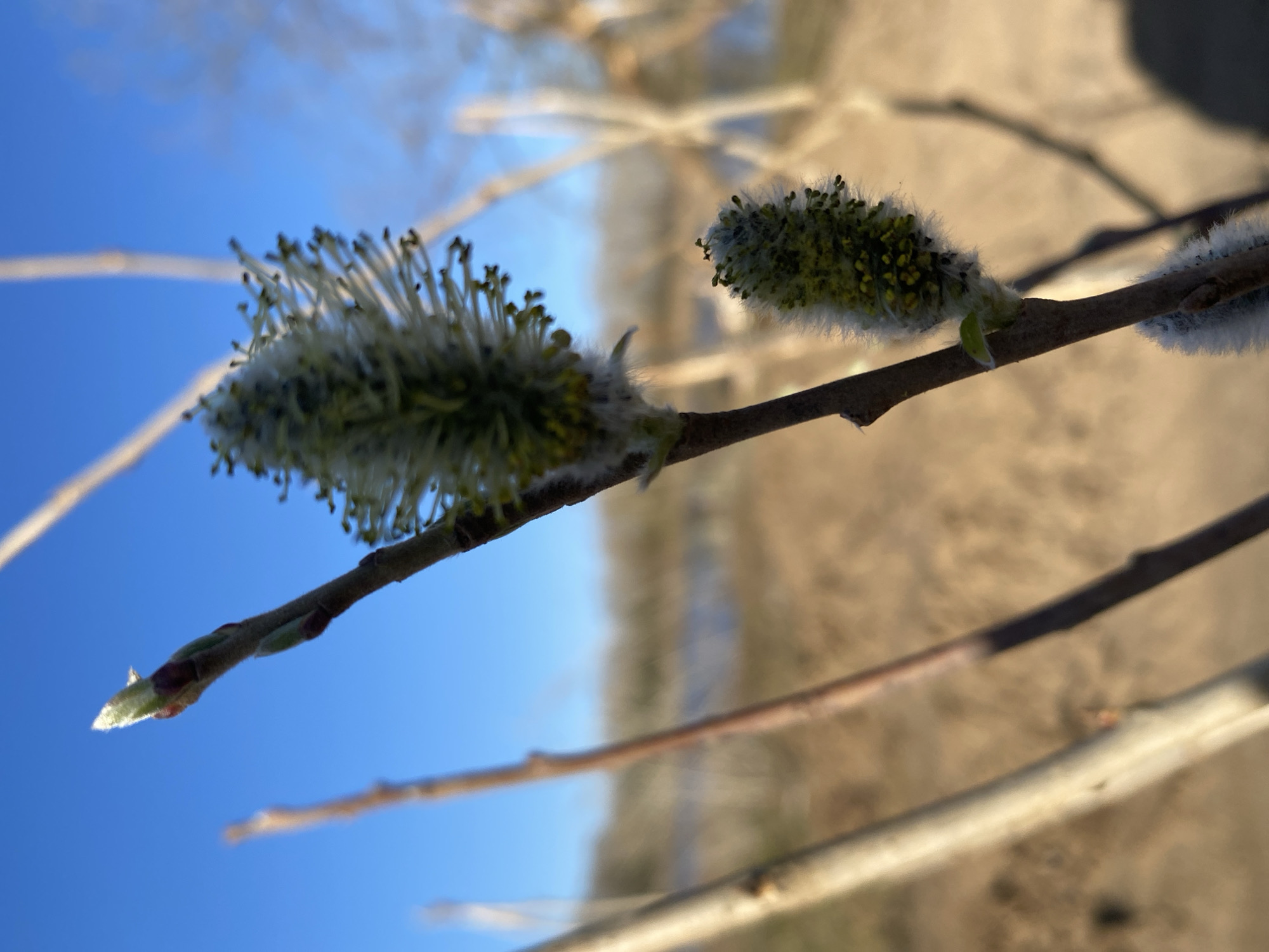 A close-up, low-angle shot shows a budding branch against a blurred background of sky and a distant landscape. Two catkins are prominently featured on the branch. The catkin on the left is in full bloom with white filaments and yellow pollen, while the one on the right is still in its early stage with visible green and fuzzy white parts. A bud is also visible on the left side of the branch. The sky is blue and the background landscape appears to be a mix of vegetation and possibly a body of water, suggesting a natural environment. The photograph was taken during the day. There is no indication about the location to be in the city of Noviy, Russia.