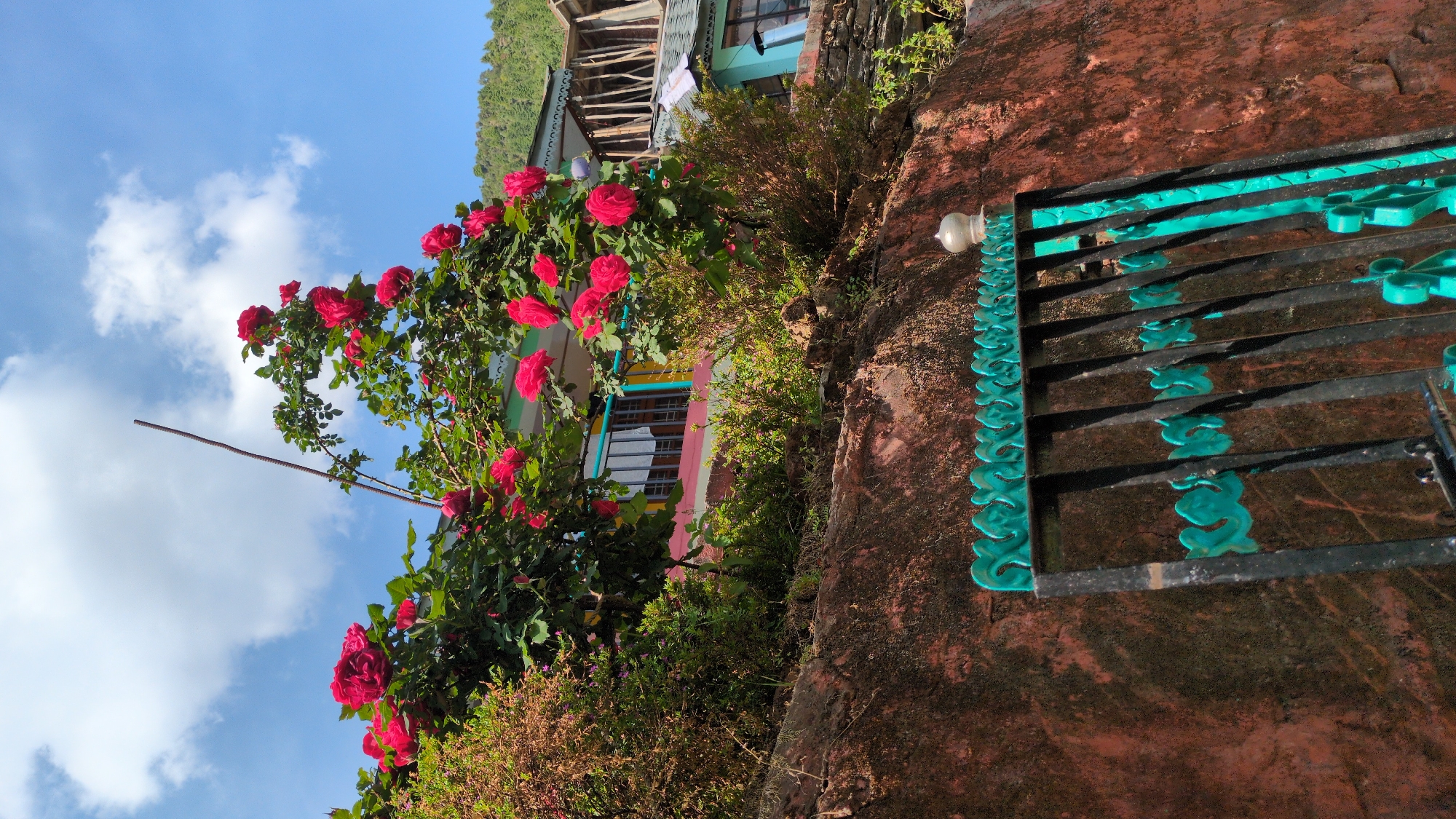 The image presents a vibrant outdoor scene, likely captured in a hilly region such as Bhagsu, India, under a bright, clear blue sky dotted with scattered white clouds. The time of day appears to be sunny daylight, possibly morning or early afternoon, judging by the illumination.
Dominating the left side of the frame is a luxuriant climbing rose bush, laden with numerous deep red roses whose petals stand out vividly against their green foliage. Behind this floral display, a colorful house or building is partially visible. It features distinct architectural details, including sections painted in pink, yellow, and blue around its windows, and traditional wooden beams are apparent in its upper structure, possibly belonging to a balcony or roof. In the far background, a lush, tree-covered hillside or mountain range rises, hinting at the mountainous location.
On the right, a prominent reddish-brown wall, with a textured, earthy appearance, grounds the composition. Adorning or adjacent to this wall is a decorative metal gate or railing. This dark-colored structure is embellished with intricate turquoise or teal-colored scrollwork patterns, reflecting the sunlight. A small, light-colored finial or lamp element crowns one of its posts. Various other green shrubs and plants are interspersed throughout the scene, enhancing the natural, verdant ambiance.
No people are visible in the image, and no specific activity or event is taking place, creating a serene and picturesque landscape. There is no visible text.