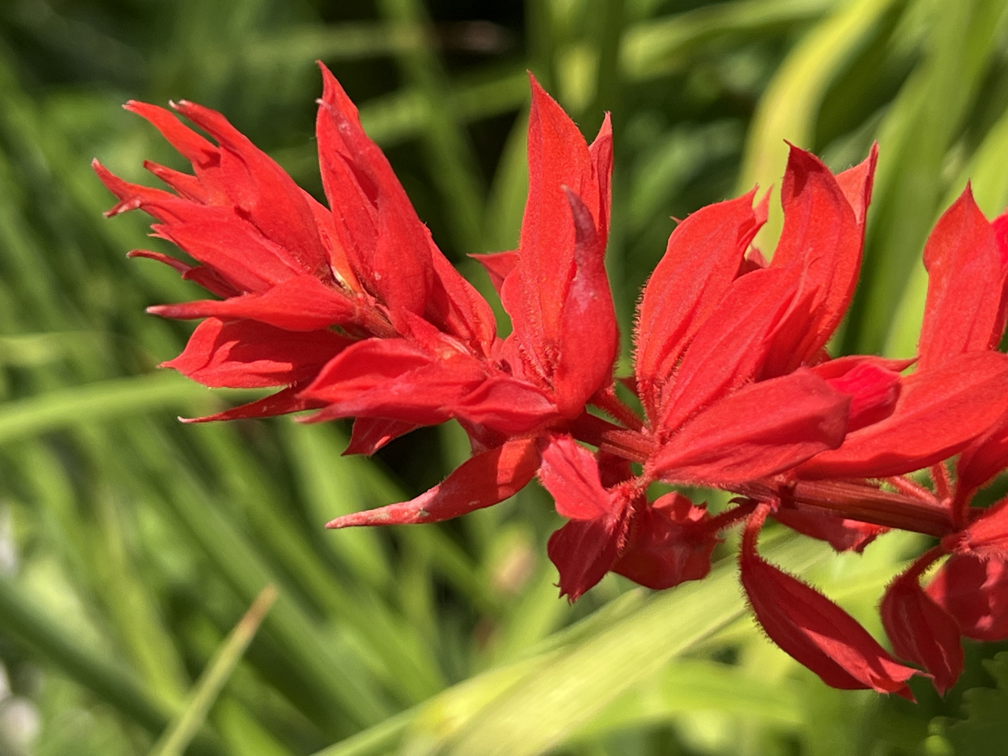 A close-up photograph captures a vibrant red salvia flower in bloom, its delicate petals unfurling against a softly blurred background of lush green foliage. The sunlight illuminates the flower, highlighting its intricate structure and velvety texture. The scene appears to be an outdoor garden setting, likely a private garden or a public park in Большой Букор, Russia, given the presence of blooming flora typical of the region. No people are visible in the image.