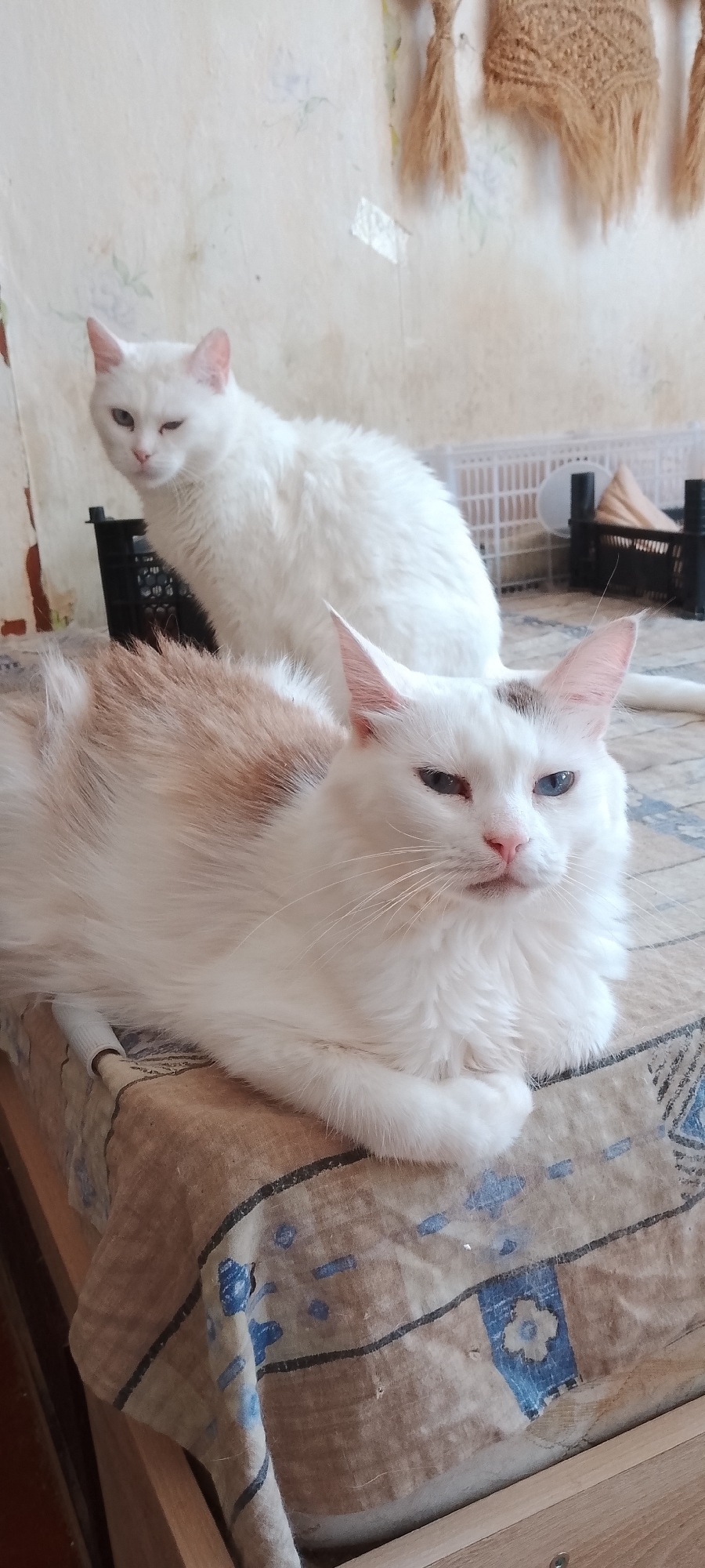 Two white cats are resting on a patterned cloth-covered surface, possibly a table or bed. The cat in the foreground is larger, with long white fur, a patch of tan fur on its back, and heterochromia (one blue eye, one brown eye). It is lying down with its paws crossed. The cat in the background is smaller and appears to be sitting, looking to the left with one eye squinted. The environment appears to be indoors with a textured, light-colored wall in the background and some indistinct objects, including what looks like a woven tapestry hanging. There are also some plastic crates visible in the background. The scene does not provide any specific geographical indicators that would allow for localization to Belgorod, Russia.