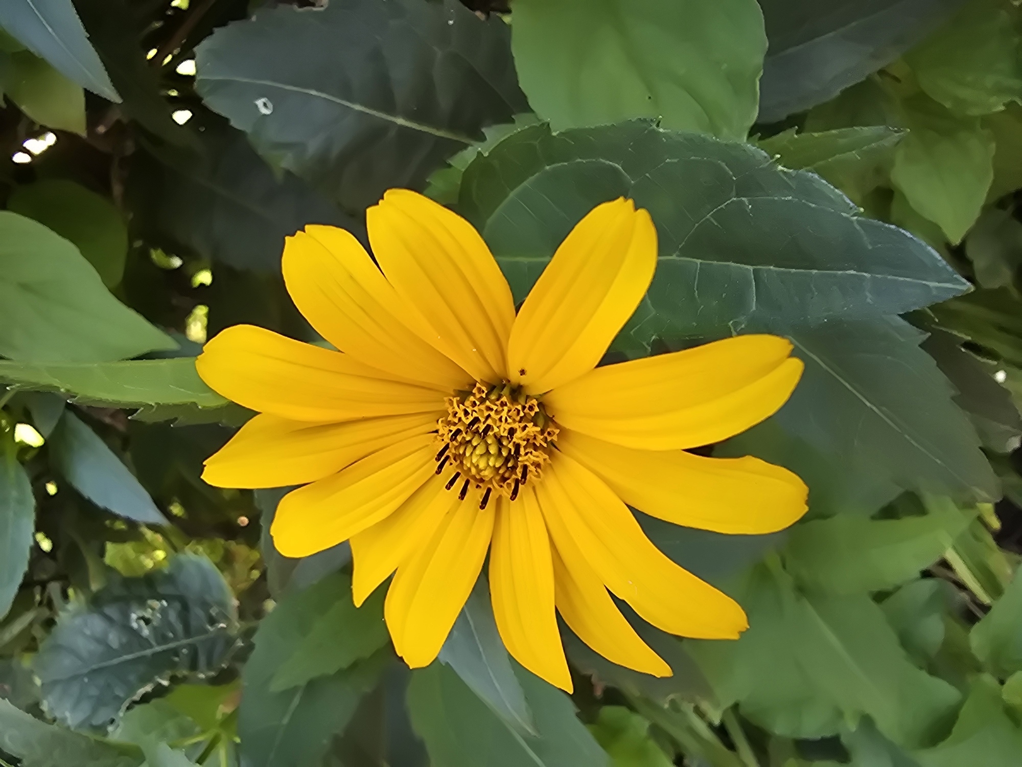 A close-up shot captures a vibrant yellow flower, likely a daisy or sunflower variant, blooming amidst lush green foliage. The flower's petals are a bright, sunny yellow, with a detailed center composed of tiny florets and dark stamens. The background is dominated by large, textured green leaves, some of which are slightly out of focus, creating a natural, garden-like setting. The lighting suggests an outdoor environment, possibly on a sunny day, with some dappled light filtering through the leaves. There is no indication of the specific location within Vyshneve, Ukraine, beyond it being an outdoor natural setting.