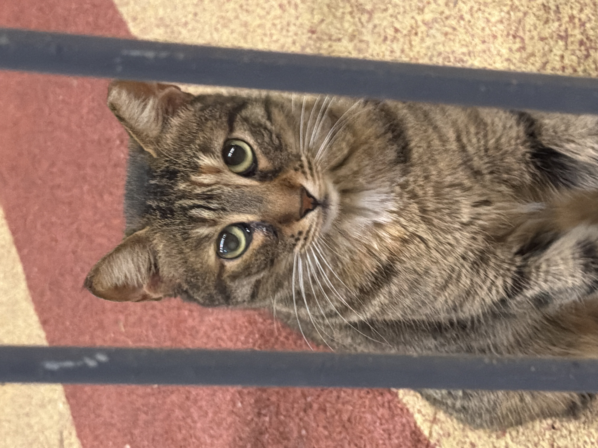 A medium shot captures a brown tabby cat lying on its back, peering through what appears to be a dark gray gate or barrier. The cat has green eyes and white whiskers. The background consists of a beige and red patterned surface, possibly a rug or mat. The location is not discernible from the image.