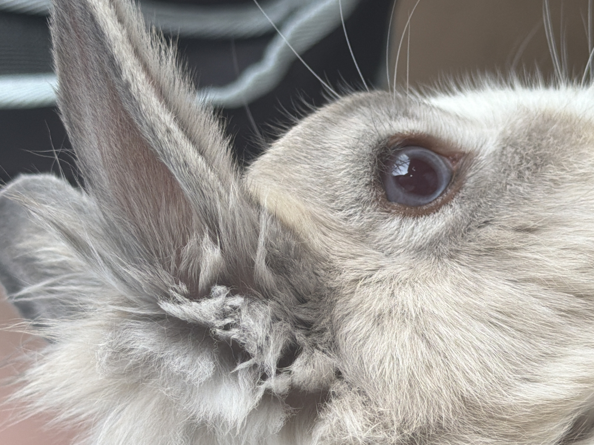 The image is a close-up, profile view of a rabbit's head, focusing on its eye and ear. The rabbit has light gray fur with some darker gray markings on its ear. Its eye is a dark, reddish-purple color with a visible reflection of light. The background is out of focus and appears to be a dark, striped pattern. There is no indication of the city of Pazardzhik, Bulgaria, or any human presence in the image.