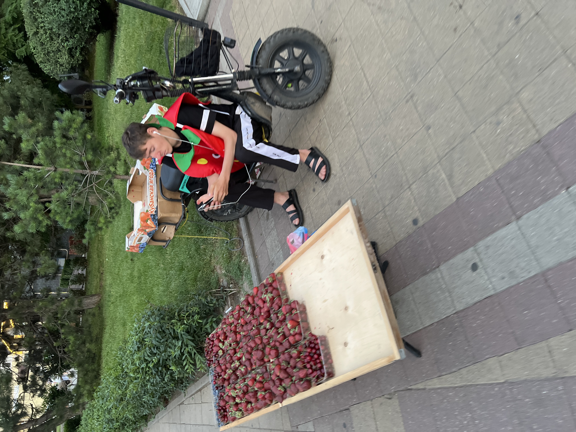 In Krasnodar, Russia, a young man is seated on an electric scooter next to a display of fresh strawberries. He is wearing a black t-shirt with white stripes on the sleeves and black pants, along with a novelty strawberry-shaped vest. He is looking at his phone while wearing earphones. The strawberries are arranged in plastic containers on a wooden table, with some additional fruit in cardboard boxes on the back of the scooter. The scene appears to be on a paved walkway lined with greenery and trees.