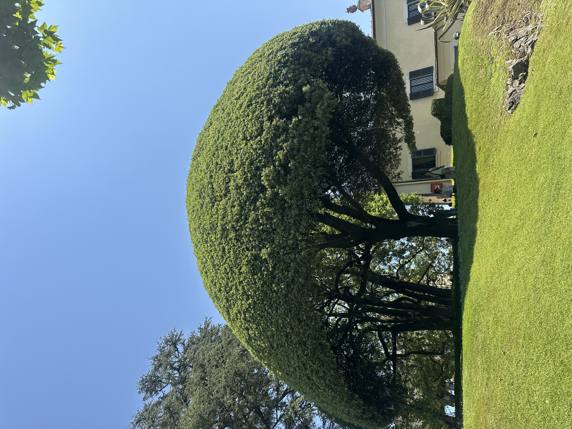 This is a vertical, medium-angle, outdoor photograph taken on a sunny day. The scene features a manicured, teardrop-shaped tree with dense green foliage, trimmed to a smooth, rounded shape. The tree is the dominant subject, with its trunk and branches visible beneath the sculpted canopy. To the right of the tree, a perfectly manicured lawn slopes downwards. Beyond the tree and lawn, a cream-colored building with dark shutters is visible. A large tree with a more natural, spreading canopy is also present in the background, to the left of the manicured tree. The sky is a clear, bright blue. The image captures a garden or estate setting, likely in a temperate climate given the lush greenery. The sunlight suggests it is daytime, possibly late morning or afternoon. There is no visible text in the image. The overall impression is one of tranquility and refined landscaping.