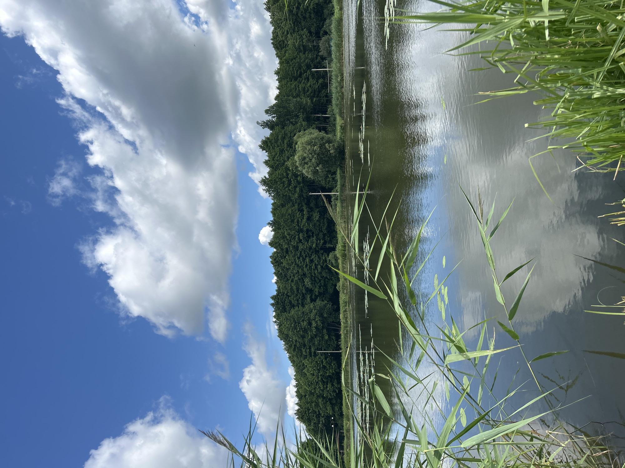 The image depicts a serene natural landscape at a body of water, likely a lake or pond, in Iwye, Belarus. The foreground is dominated by lush green reeds and tall grasses along the water's edge, some of which extend into the frame, obscuring parts of the water. The water surface is calm, reflecting the sky and surrounding greenery, with scattered lily pads visible.
Beyond the water, a dense line of dark green trees forms the horizon, creating a natural backdrop. The sky above is a vibrant blue, interspersed with large, fluffy white clouds that are characteristic of a fair-weather day. The overall scene suggests a tranquil, undeveloped natural area, possibly a park or recreational spot within or on the outskirts of Iwye. There are no people or animals visible in the image. The lighting indicates it is daytime, with the sun likely positioned above and slightly behind the viewer, illuminating the scene.