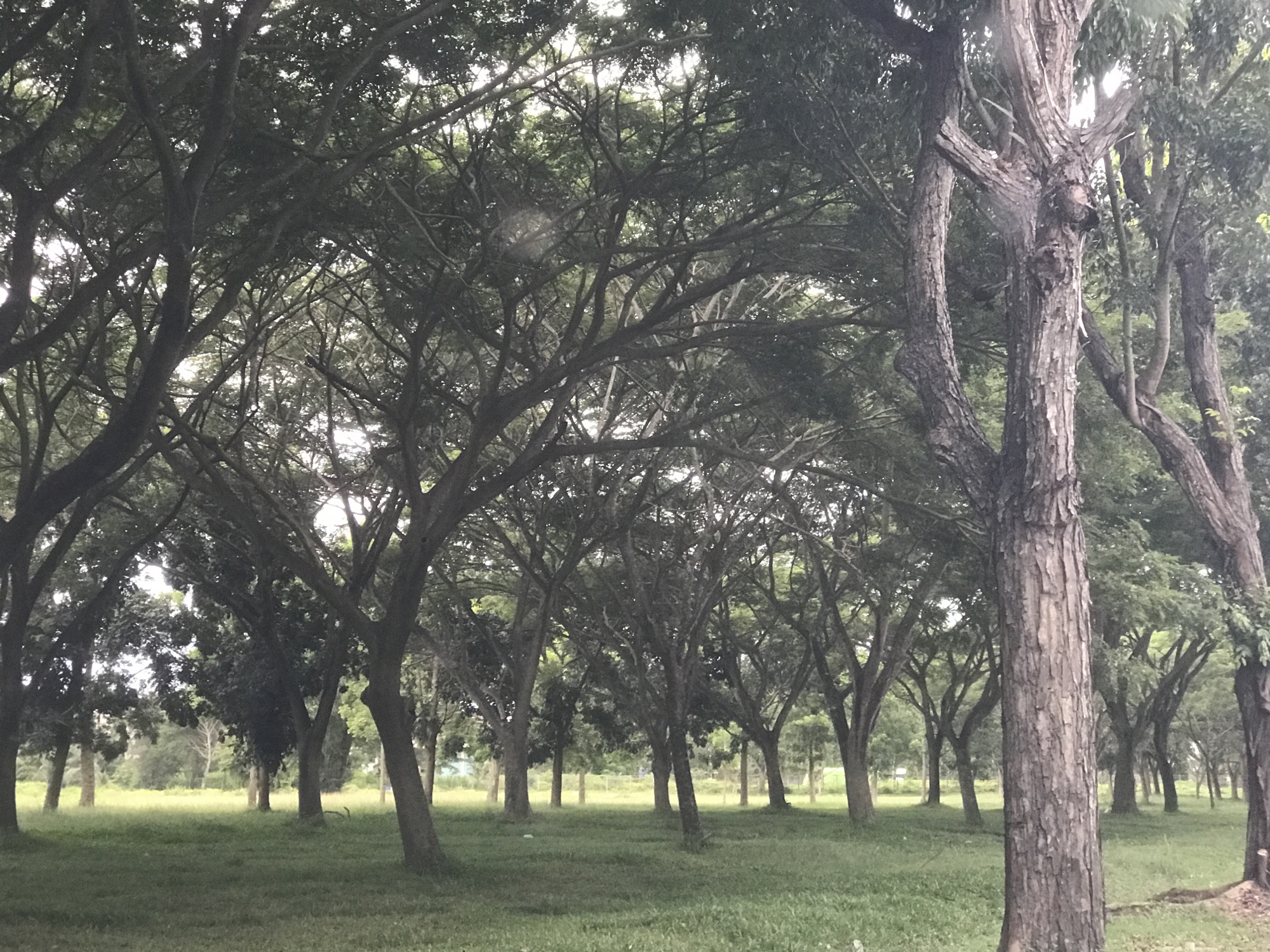 The image depicts a grove of trees with lush green foliage, likely located in Tambontunong, Indonesia. The trees are arranged in rows, creating a canopy effect overhead. The ground is covered in green grass. There are no visible people or other subjects in the image. The scene conveys a sense of peacefulness and natural beauty.