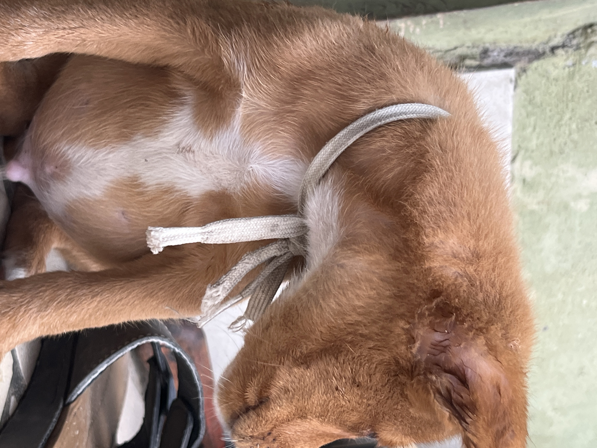 A close-up overhead shot shows a small, light brown and white puppy lying on a surface. The puppy has a thin, light-colored rope loosely tied around its neck. Part of a sandal is visible at the bottom left of the frame. The background consists of a painted surface with a white section abutting a green, speckled section. Based on the information provided, the location is Badagry, Nigeria.