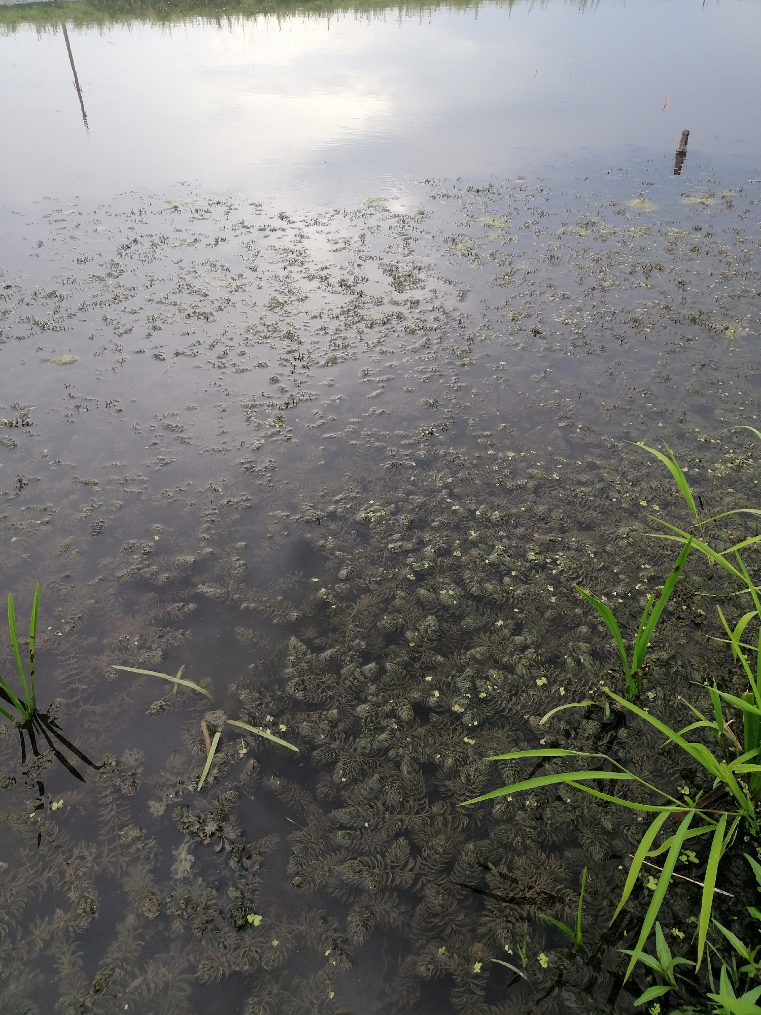 The image depicts a body of water, possibly a pond or slow-moving river, with submerged aquatic vegetation. The water is dark and reflects the sky, which appears overcast. In the foreground, there are several green blades of grass emerging from the water, suggesting the edge of the land or a shallow area. Some of the submerged vegetation is dense and appears feathery, while other areas have sparser growths. There are also small, lighter green patches on the surface of the water, possibly floating plant matter or algae. In the distance, a thin, dark pole extends vertically from the water, with its reflection visible on the surface. Further in the distance, two small, orange-tipped markers are visible on the water's surface. The overall impression is a natural, somewhat murky aquatic environment. The scene is located in Krasnoluka, Ukraine.