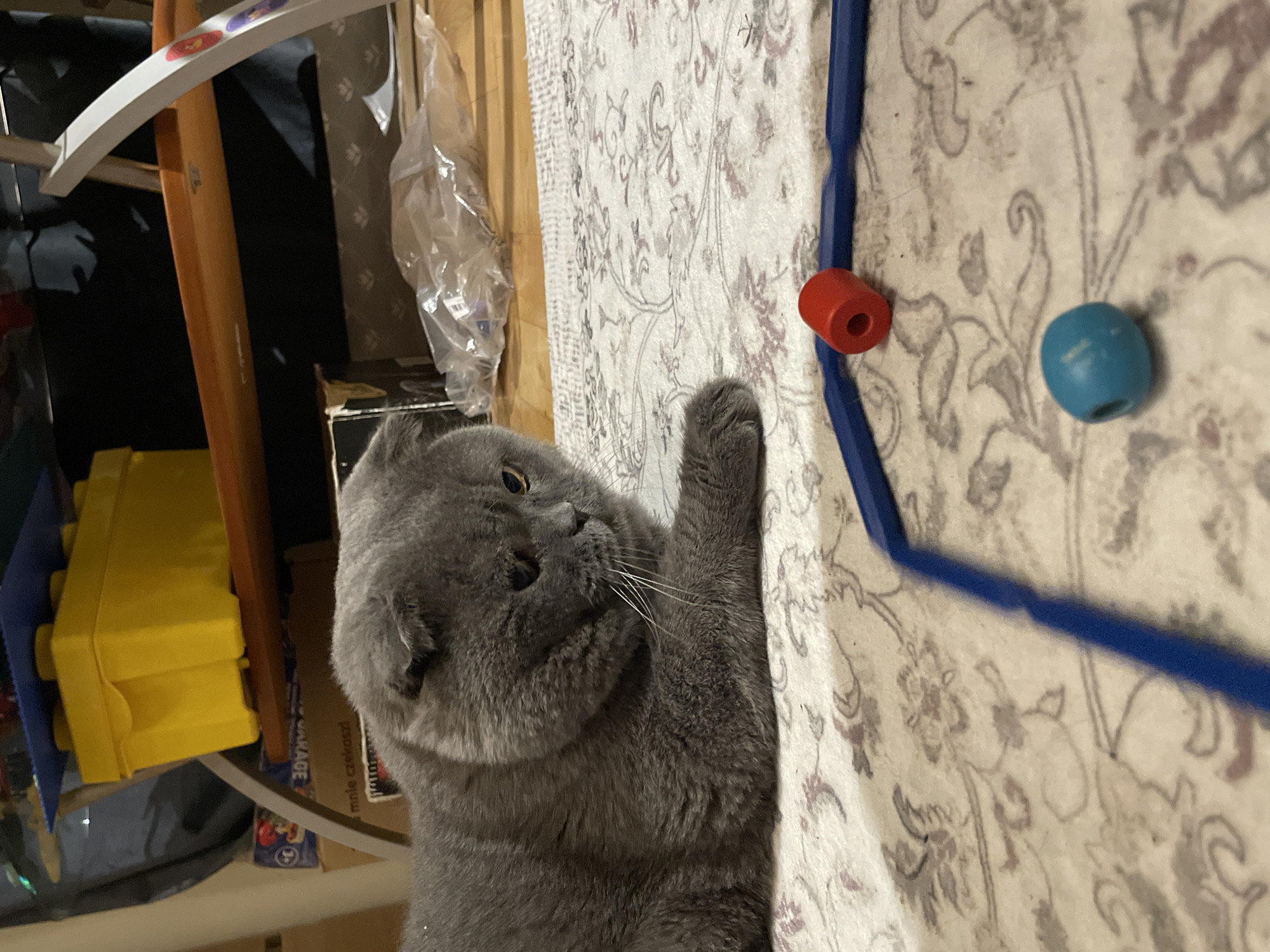 A gray Scottish Fold cat is lying on a patterned rug, facing the right side of the image. The cat's right paw is extended towards a blue track containing a red and a blue toy. The cat is located in an indoor environment containing various items such as a yellow block toy, wooden structures, and packaging, but its location in the city of Unknown, Unknown is not indicated.