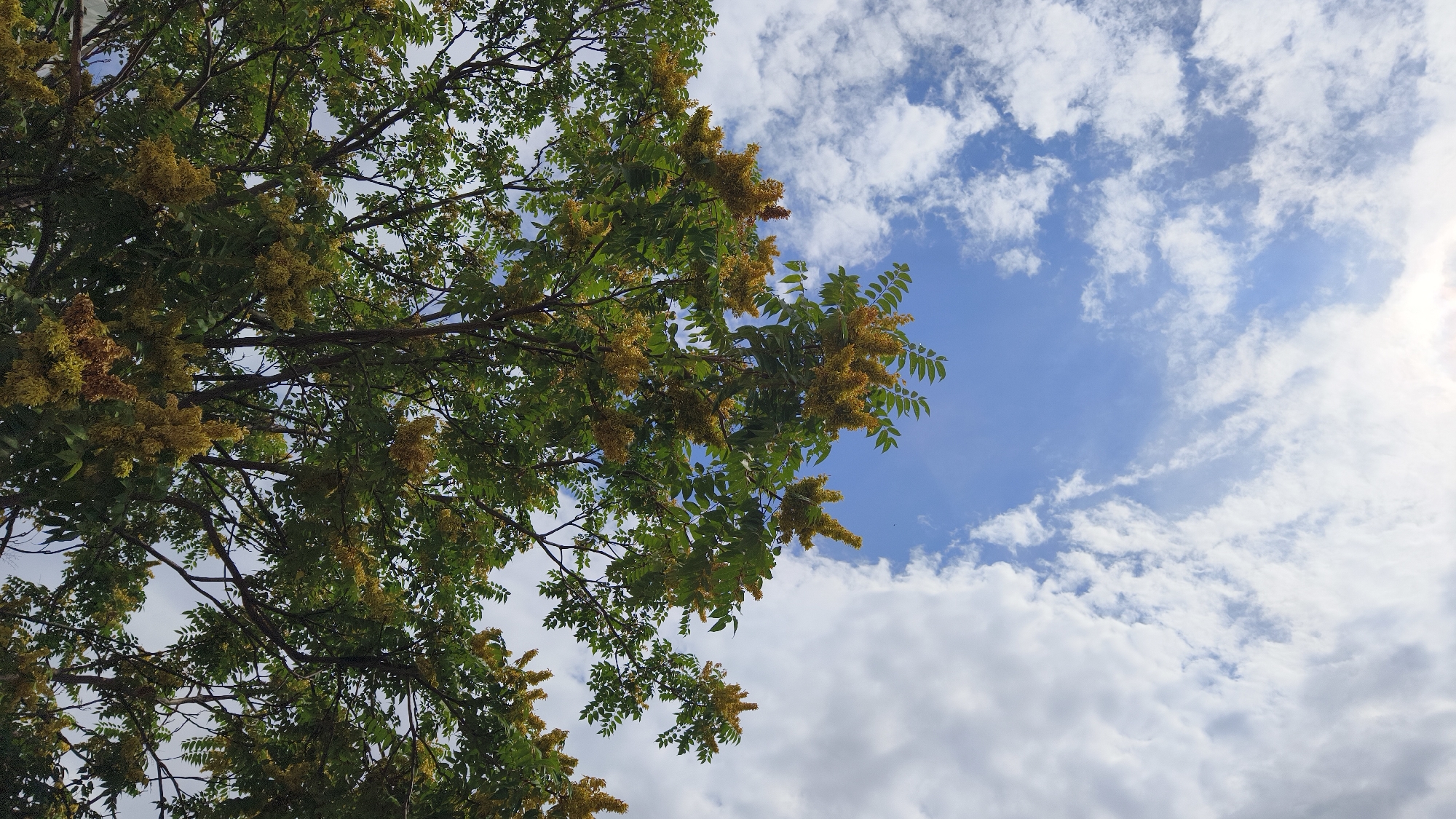 A low-angle shot captures a tree's branches laden with yellow flowers and green leaves against a bright blue sky filled with fluffy white clouds. The sun is visible in the upper right corner, slightly obscured by clouds. The scene is photographed from below, looking upwards through the foliage. No people or specific landmarks are visible, making it impossible to pinpoint a location within Vienna, Austria, or any other city. The image is a natural, outdoor scene.