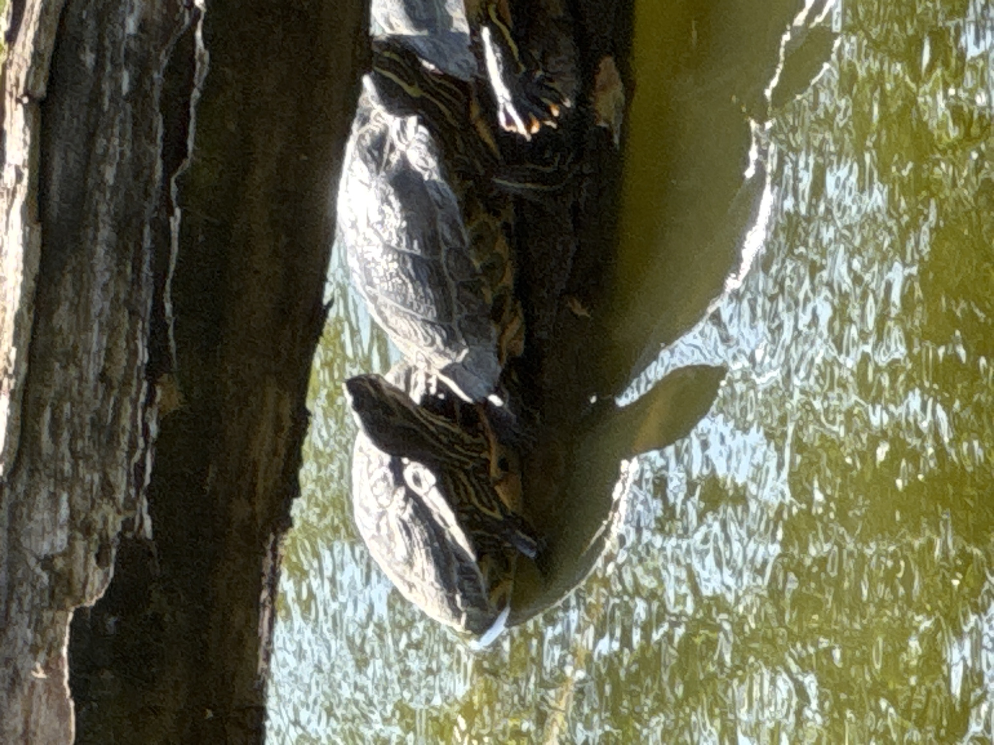 The image shows three turtles resting on a fallen log partially submerged in murky green water. The log is positioned horizontally across the frame. The turtles are positioned one behind another, with the front turtle facing left and the other two facing right. Sunlight reflects off the water's surface, creating dappled patterns. The background consists of the water and the underside of the log. The scene is outdoors, likely in a natural setting. There is no indication of Wettstetten, Germany, or any urban elements.