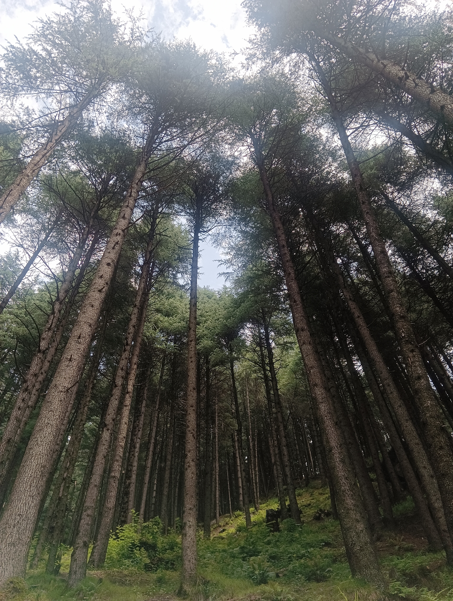 The image is a low-angle shot looking up at a dense forest of tall, coniferous trees in Bahang, India. The trees are tightly packed, with their trunks rising vertically towards a bright, overcast sky. The bark of the trees appears textured and grayish-brown. The canopy is thick and green, creating a dappled light effect on the forest floor. Undergrowth of ferns and smaller green plants is visible at the base of the trees, with some patches of sunlight illuminating the vegetation. The scene depicts a natural, wooded environment, characteristic of hilly or mountainous regions.