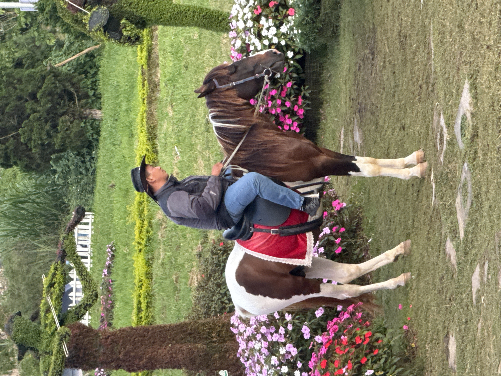A man wearing a black cowboy hat and a gray jacket over blue jeans rides a brown and white pinto horse. The horse is equipped with a black saddle and a red saddle blanket with white trim. The scene is set in a garden with a variety of flowers, including pink and white impatiens, and lush green grass. In the background, there are topiaries shaped like figures, a white picket fence, and trees. The image appears to be taken in Da Lat, Vietnam, known for its floral displays and gardens.