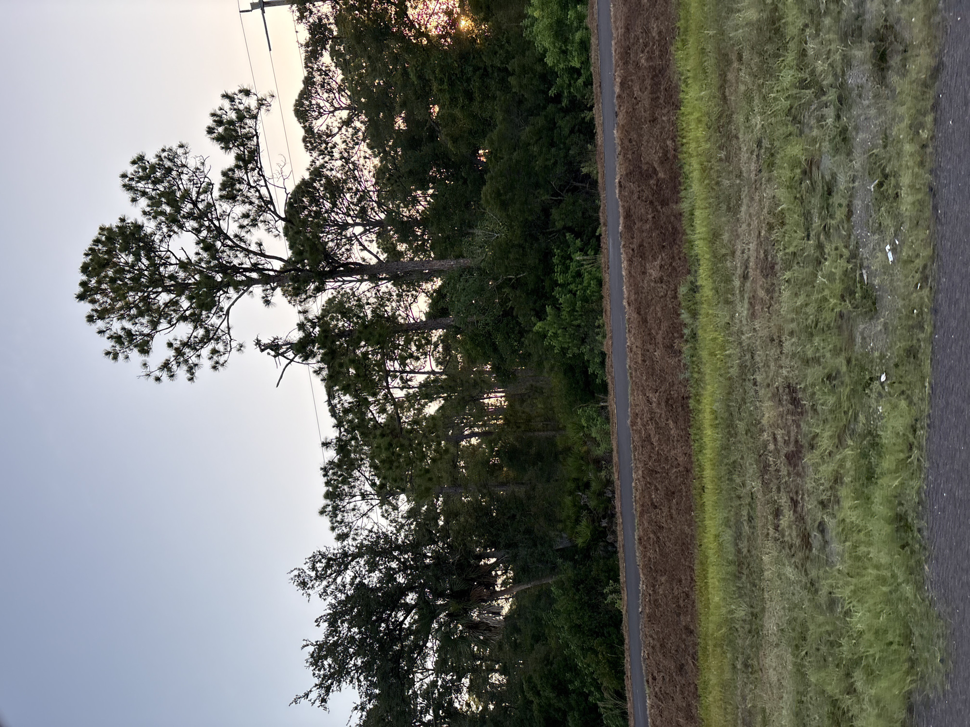 The image depicts a roadside view of a dense treeline and vegetation under a pale sky. The foreground consists of a grassy embankment transitioning into a paved surface, possibly a road. Beyond the embankment, a line of trees, predominantly pine and palm varieties, forms a thick barrier. The trees are silhouetted against a soft sunset glow peeking through the foliage on the right side of the frame. Electrical wires and a utility pole are visible against the sky, intersecting the treeline. The overall impression is one of a natural landscape adjacent to a developed area.