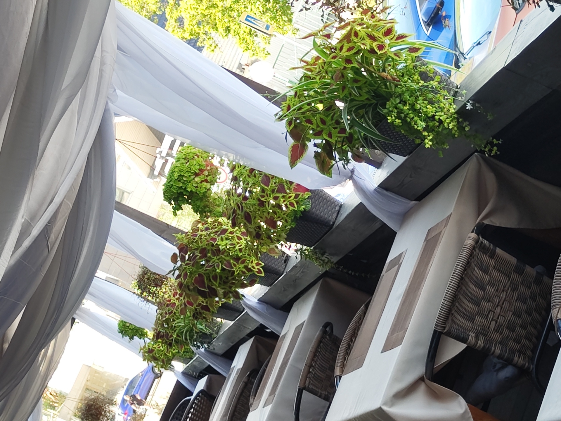 The image depicts an outdoor seating area of a cafe or restaurant in Zhukovsky, Russia. Tables are covered with light-colored tablecloths and set with placemats. Wicker chairs are placed around the tables. Potted plants with vibrant green and red foliage are arranged along the edge of the seating area, adding a decorative element. White fabric drapes are suspended overhead, creating a canopy. In the background, a blue car is visible on a street, suggesting an urban setting. The overall ambiance is one of a pleasant outdoor dining space.
