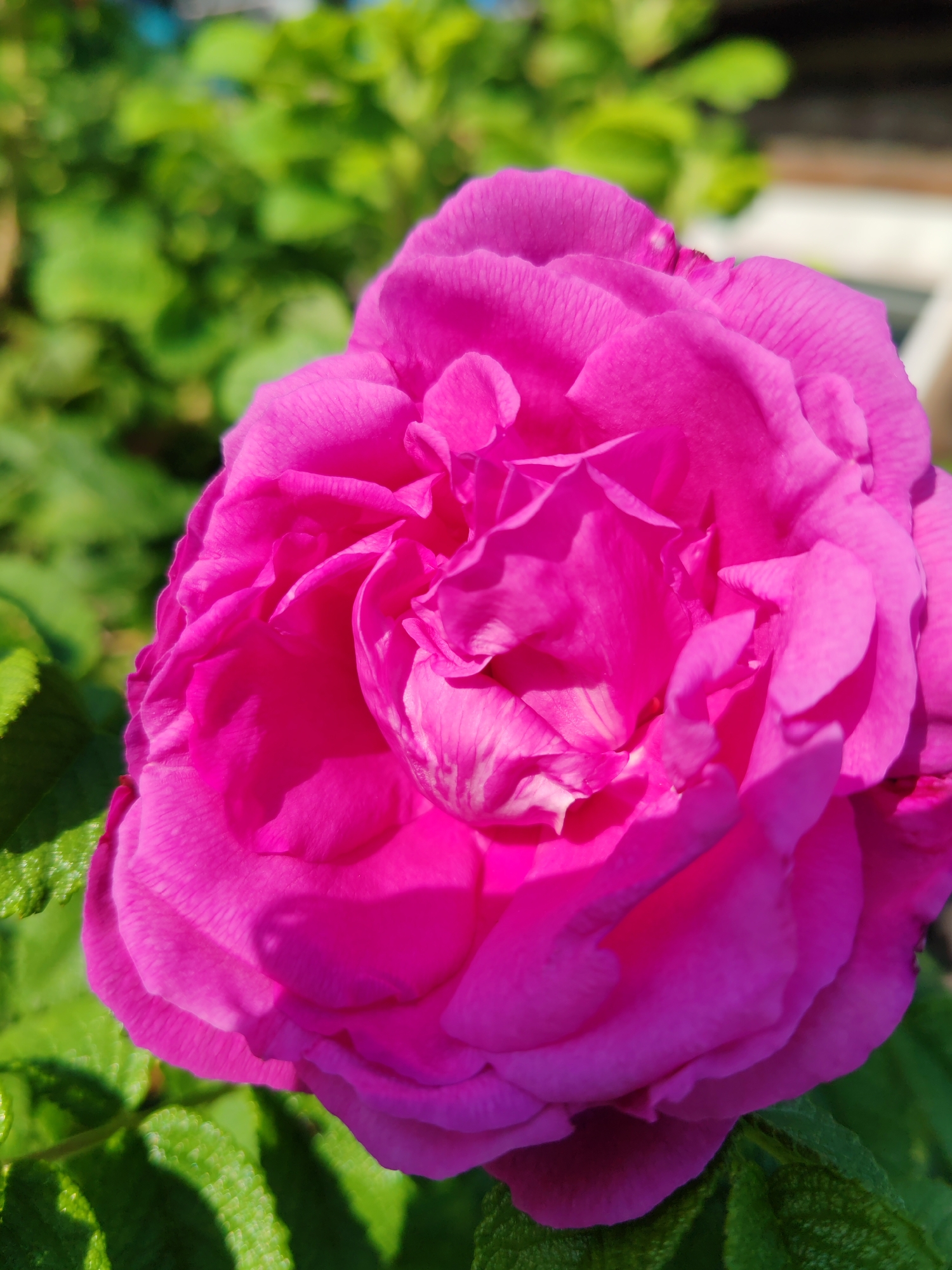 A close-up, eye-level shot showcases a vibrant pink rose in full bloom, dominating the foreground. The rose's petals are a rich fuchsia, with some lighter streaks of pink visible in the inner folds. The flower is positioned slightly to the left of the frame, with its center facing towards the right. The background consists of blurred green foliage, suggesting an outdoor garden setting. The lighting indicates a sunny day, casting subtle shadows on the rose petals. The image was captured in Chukhlem, Russia.