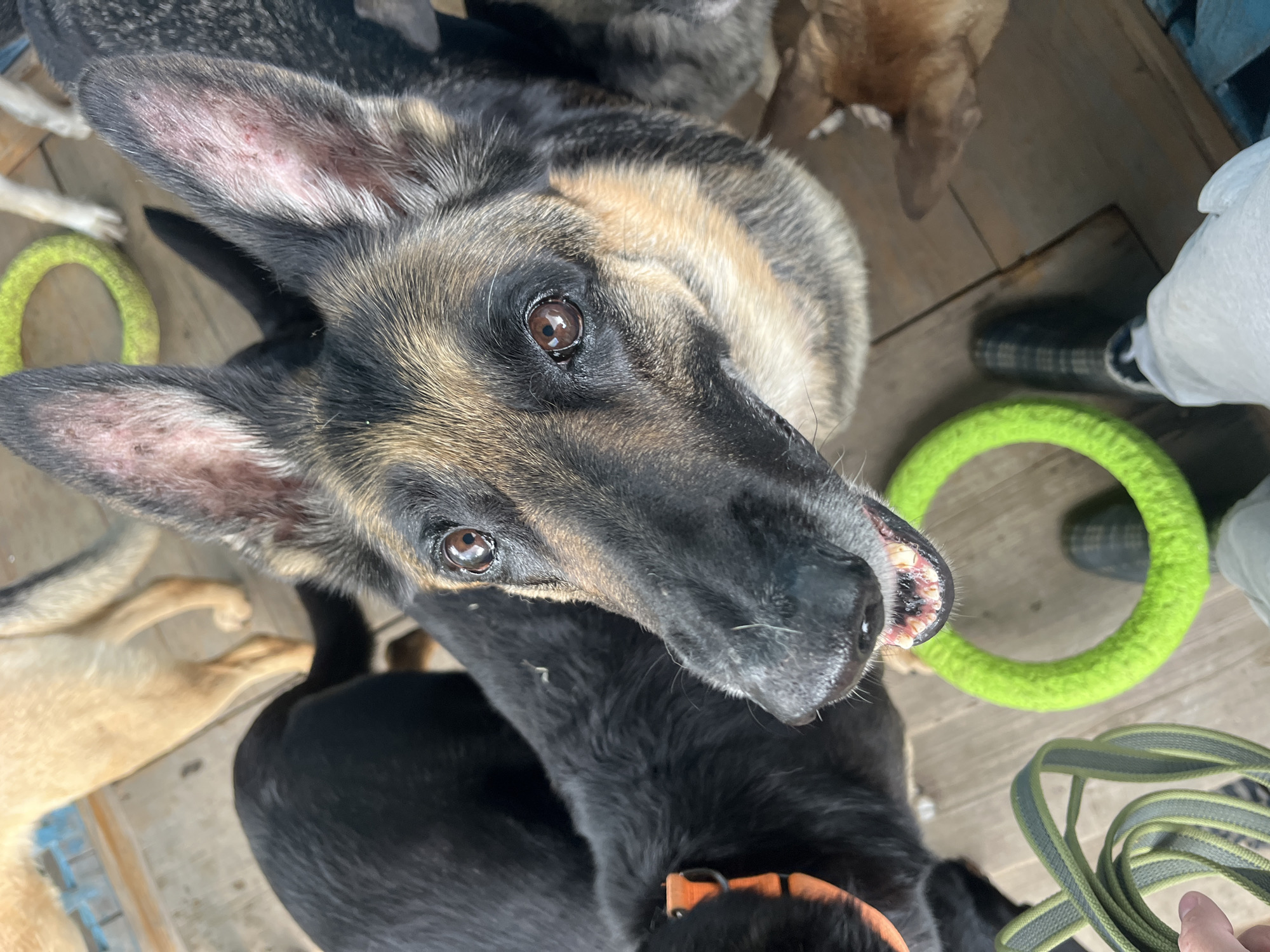 This image, taken in Nizhny Tagil, Russia, depicts multiple dogs and parts of a human on a wooden floor. In the foreground, a German Shepherd-type dog with a black and tan coat gazes directly upward at the camera, its mouth slightly ajar revealing teeth. Its ears show signs of redness and small scabs. To the left, the head and back of a black dog wearing an orange collar are visible. In the upper left background, the hindquarters and tail of a light-colored dog are present, alongside a yellow circular dog toy. In the lower left, a human hand holds a green and grey striped dog leash. A bright green circular dog toy rests on the wooden planks in the lower center. Two human feet are visible in the lower right; one wears a dark, patterned shoe, and the other is partially obscured by a white garment. Other dogs are partially visible in the right background. The environment consists of a wooden deck or floor.