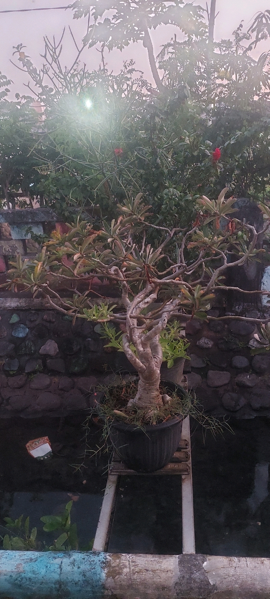 A vertical, medium shot captures an outdoor scene, possibly a garden or backyard, in Lumajang, Indonesia. The focal point is a bonsai tree in a dark pot, positioned centrally and elevated on a white metal frame. The tree exhibits a thick, gnarled trunk and branches with sparse, brownish-green leaves. Behind the bonsai, a rough, stone wall forms a backdrop, interspersed with colorful tiles or painted stones. Above the wall, lush green foliage and some thin branches with small red flowers are visible, hinting at a dense growth of plants. The sky above is overcast and bright, with a lens flare effect creating a glow in the upper left quadrant. The lower portion of the image shows a dark body of water, possibly a pond or canal, with some green plants emerging from it. A small, orange and white rectangular object, possibly a piece of debris, floats on the surface of the water to the left of the bonsai. A distressed, weathered blue and grey wooden railing runs along the bottom edge of the frame.