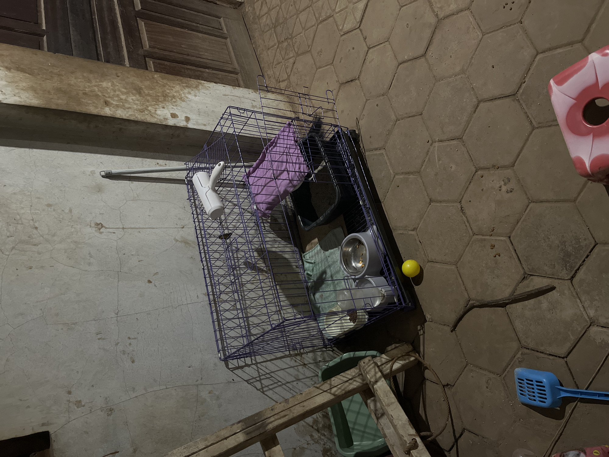 The image depicts an outdoor scene in Glagah Kulon, Indonesia, featuring a purple wire pet crate on a hexagonal tiled floor. The crate contains a litter box filled with litter, a water dispenser, a food bowl with remnants of food, and a folded purple fabric. A white lint roller is placed on top of the crate. To the left of the crate, a green plastic litter tray is visible, partially obscured by a wooden ramp. A yellow ball rests on the tiled floor near the crate. A blue pet waste scoop lies on the ground to the left of the ramp. In the background, a textured wall with visible cracks and a wooden door are present. A long, thin branch or stick lies on the ground between the scoop and the crate. The lighting suggests it may be evening or nighttime, casting shadows on the wall and floor.