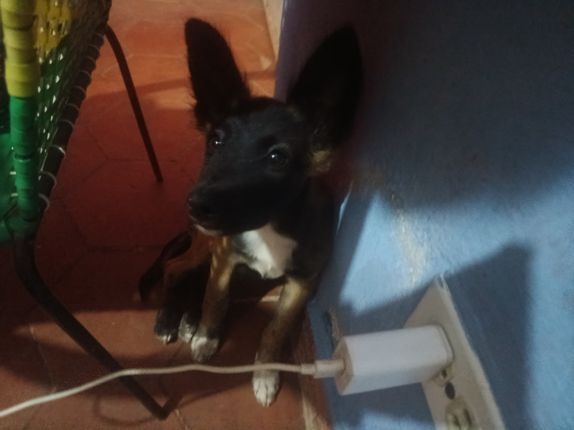 The image shows a black and brown dog with large ears sitting indoors. A table with green and yellow accents is visible to the left. The dog is positioned near a blue wall with an electrical outlet and a white charging block plugged into it. The floor appears to be reddish-brown tile. The location is Juan Griego, Venezuela.