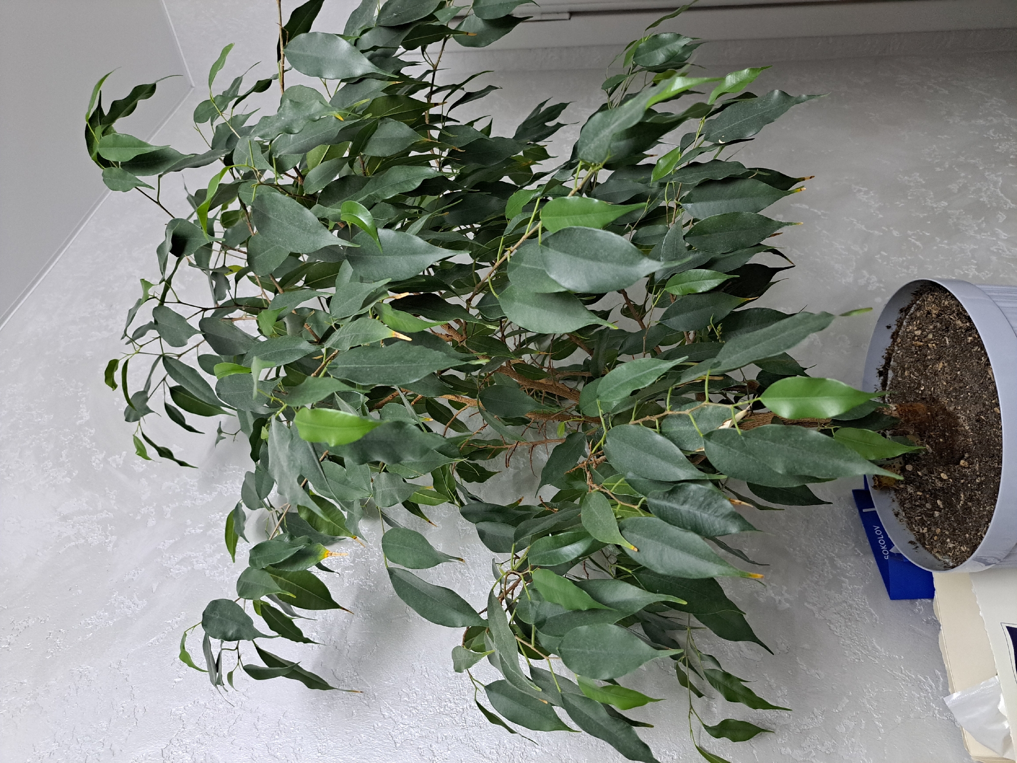 A potted Ficus benjamina plant with dark green leaves is positioned in front of a textured, light gray wall. The plant is in a light gray pot filled with dark soil. A blue folder with the text "SOKOLOV" is partially visible next to the pot. The environment appears to be indoors, possibly a home or office, given the wall texture and presence of other objects like a white box on the left side of the image. The image does not contain any people or provide information about the city of Chernetsk, Russia.
