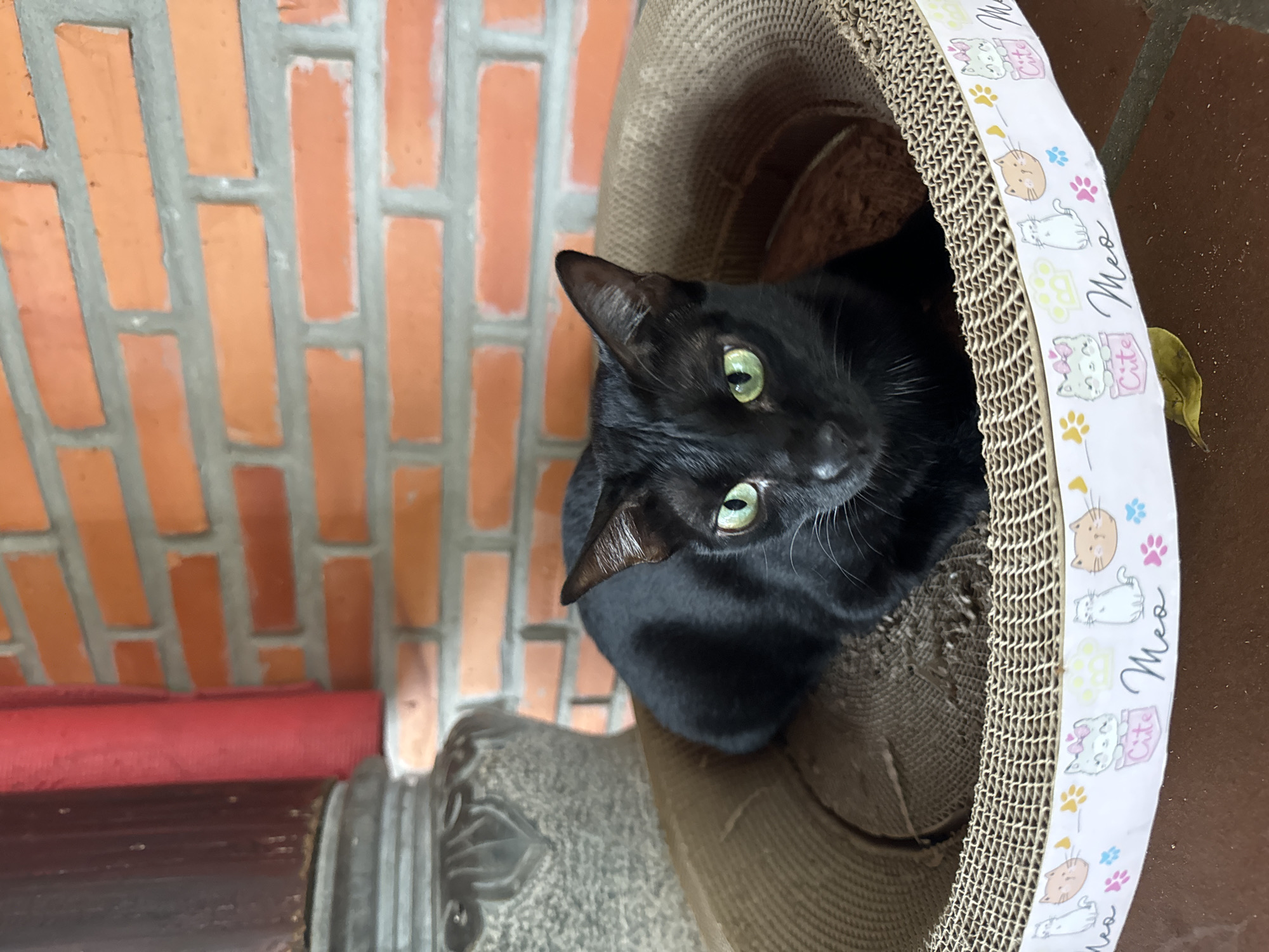 A black cat with green eyes is nestled inside a cylindrical cardboard cat scratcher decorated with cat illustrations and the word "Meo." The scratcher sits on a brown tiled surface. To the left of the cat scratcher is a red cylindrical object atop a gray patterned base. In the background, a brick wall is visible. The location is Mũi Né, Vietnam.