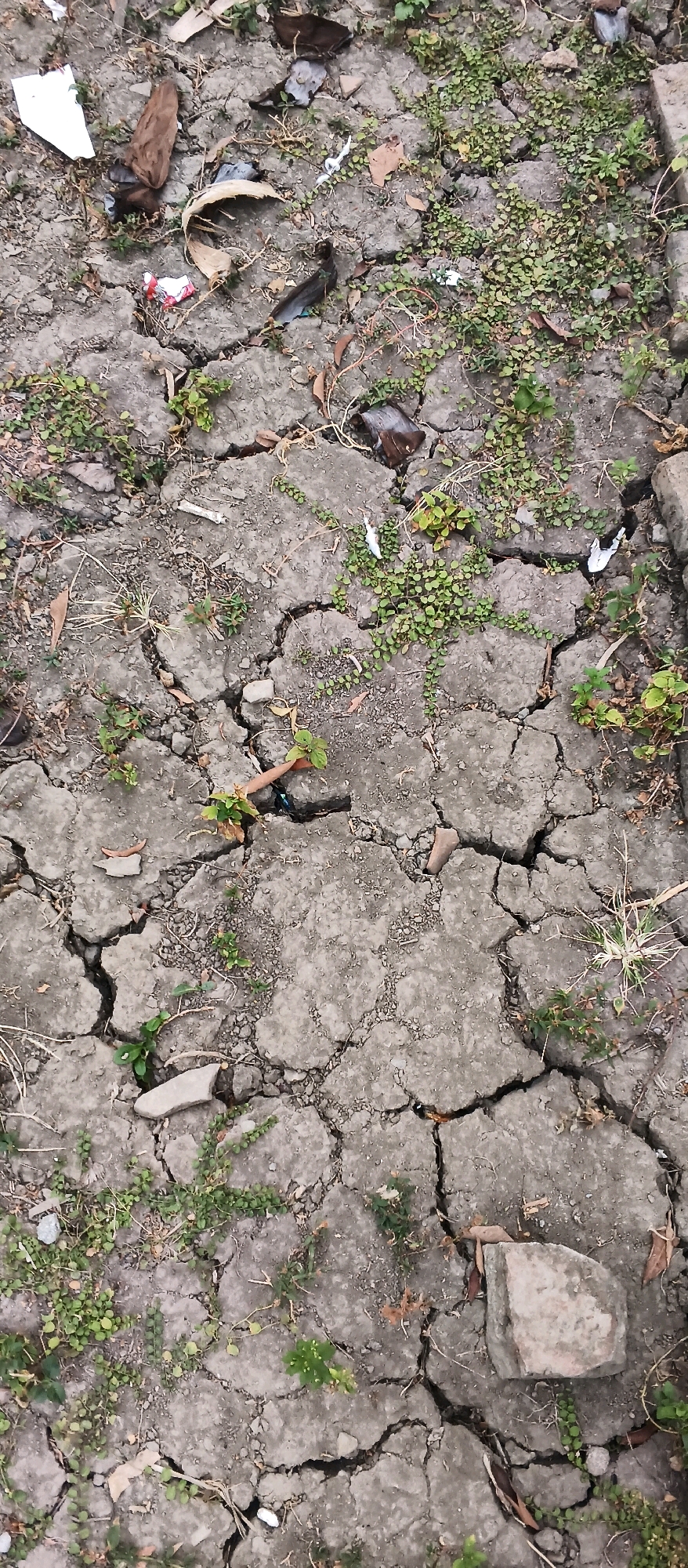 The image shows a cracked, dry ground surface with sparse vegetation and scattered debris. The ground appears to be composed of compacted soil or clay, evident from the deep fissures and polygonal patterns formed by the cracking. Small green plants, some with a vine-like growth habit, are sparsely distributed across the surface, pushing through the cracks. Various small pieces of debris, including what appear to be fragments of plastic, paper, and leaves, are present on the ground. A single larger, light-colored stone is visible on the right side of the frame. The overall impression is of a neglected or arid outdoor environment. The scene does not contain any discernible human presence or activity, nor does it offer specific geographical markers that would pinpoint its location within Japanan, Indonesia.