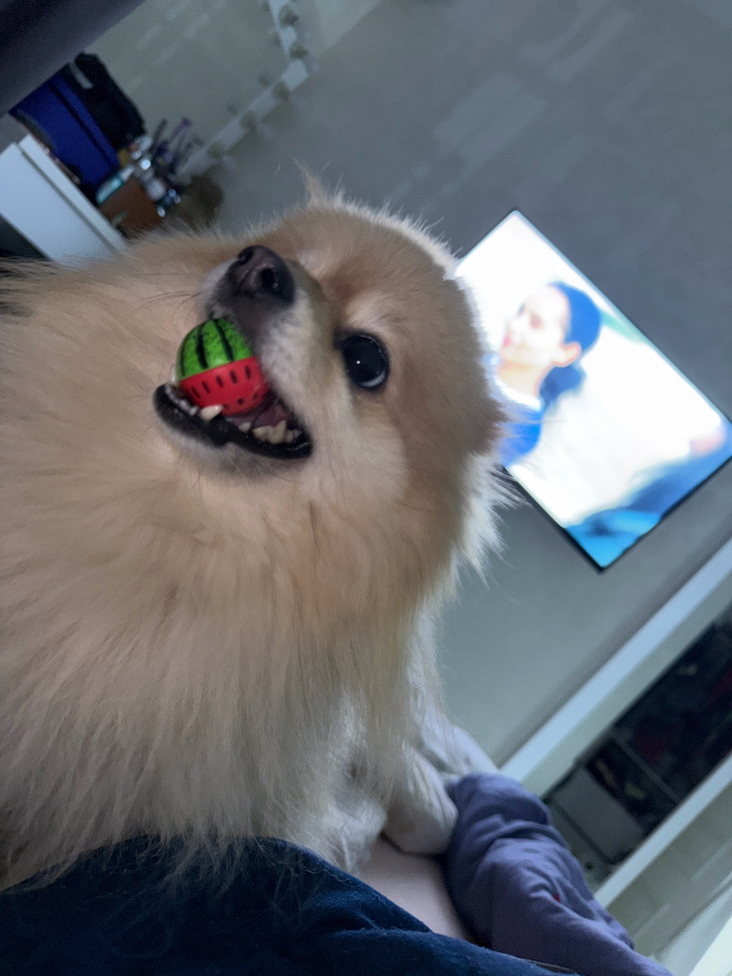 A Pomeranian dog with light brown fur is holding a small, circular toy resembling a watermelon in its mouth. The dog's mouth is open, revealing its teeth and tongue. The toy has green and red stripes, mimicking a watermelon rind and flesh. The dog is looking directly at the camera with its dark eyes. In the background, a television screen is visible, displaying a blurred image of a person. The setting appears to be indoors, possibly a bedroom or living room, with furniture and shelving units visible in the periphery. The lighting suggests it is either daytime or well-lit indoors. There is no visible text in the image.