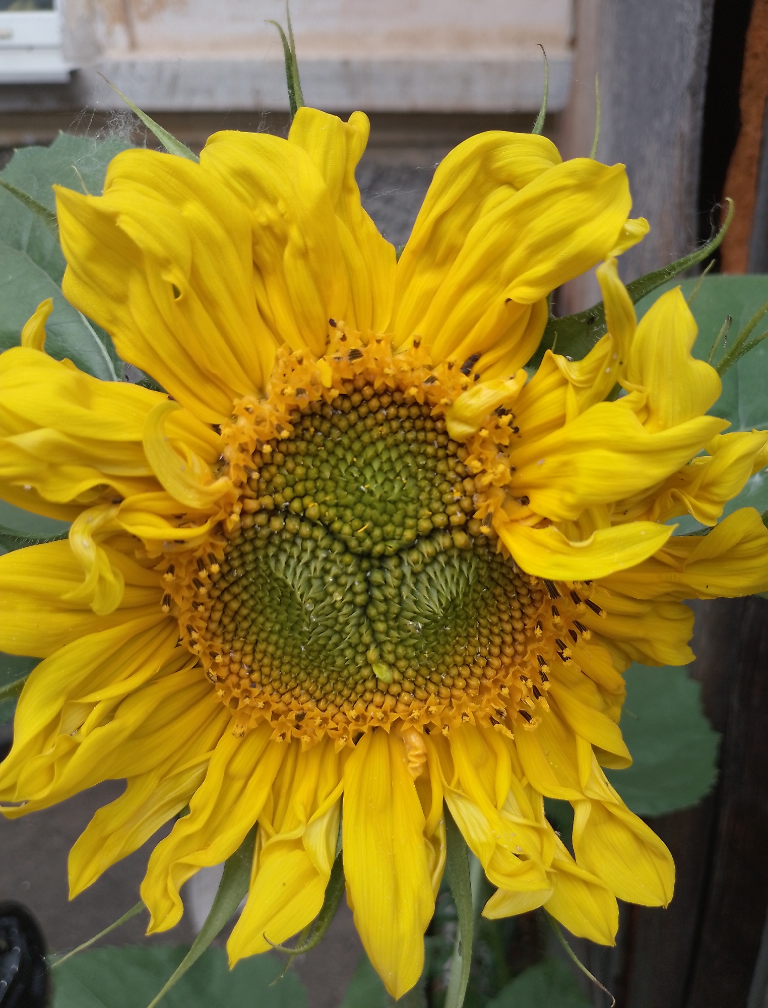 A close-up, top-down view captures a vibrant sunflower in Komsomolsk-on-Amur, Russia. The sunflower's bright yellow petals radiate outwards from a central disc, which is a striking green and speckled with developing seeds. Delicate strands of spiderweb are visible clinging to the petals and leaves, hinting at the natural setting. In the background, the muted tones of a building and wooden fence provide a subtle contrast to the flower's brilliance. The overall impression is one of natural beauty, with a touch of rustic charm.