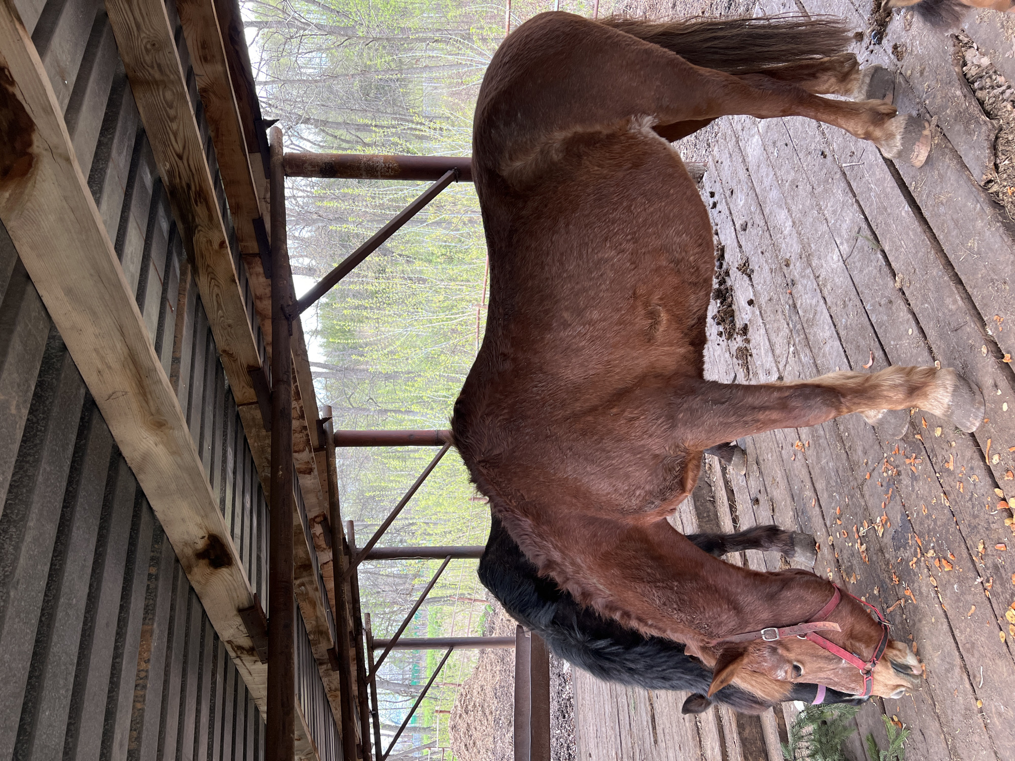 The image shows two horses within a semi-enclosed, rustic stable or paddock area. A brown horse, wearing a red halter, stands prominently in the foreground with its head lowered towards the wooden plank floor, appearing to graze or pick at something. Behind and slightly to the left of the brown horse, a second darker-colored horse (possibly black or dark brown) is partially visible.
The horses are situated on a weathered wooden plank floor, which is scattered with small bits of debris, including some evergreen branches near the brown horse's head. The enclosure itself consists of a roof or lean-to made of wooden beams and corrugated metal panels, supported by metal poles and bars. The background reveals a natural outdoor environment with trees displaying light green, budding foliage, suggesting the season is spring or early summer.
The scene is lit by natural daylight, and the overall atmosphere appears calm. There is no visible text in the image. This setting is located in Sanatoriya Yumatovo Imeni 15-Letiya Bassr, Russia, likely within the equestrian facilities of the sanatorium.